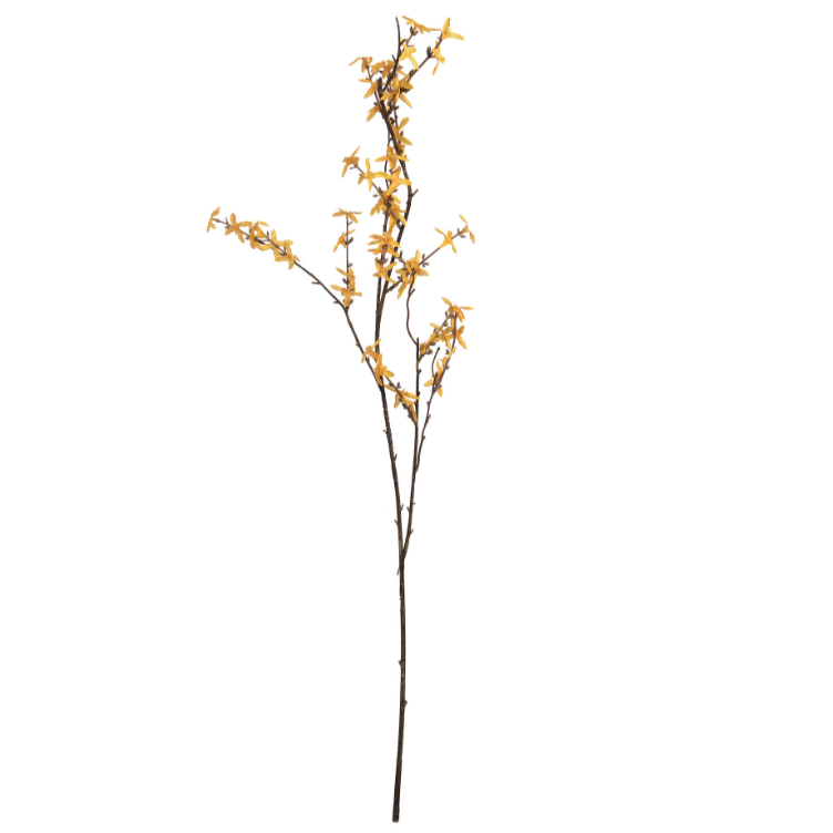 Forsythia Stem