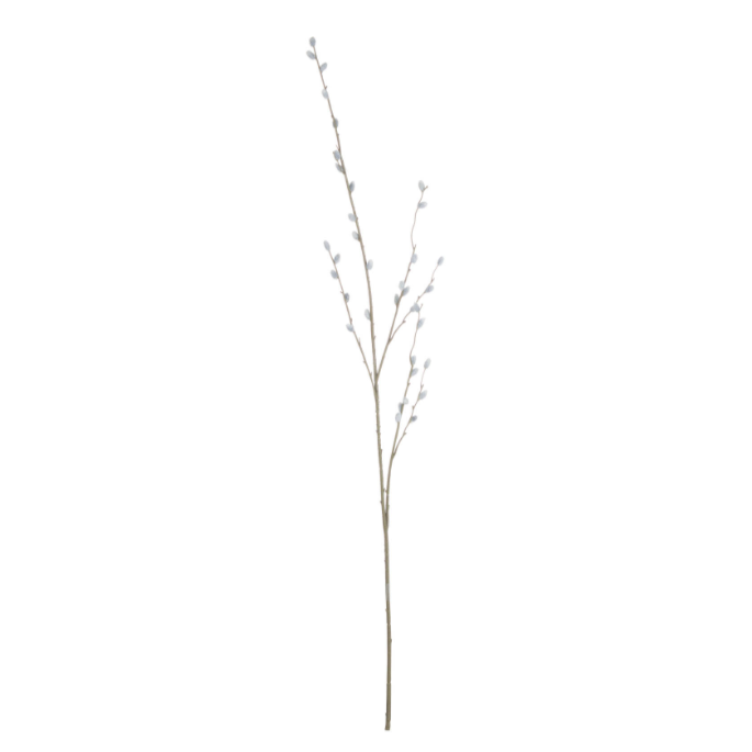 Pussy Willow Branch