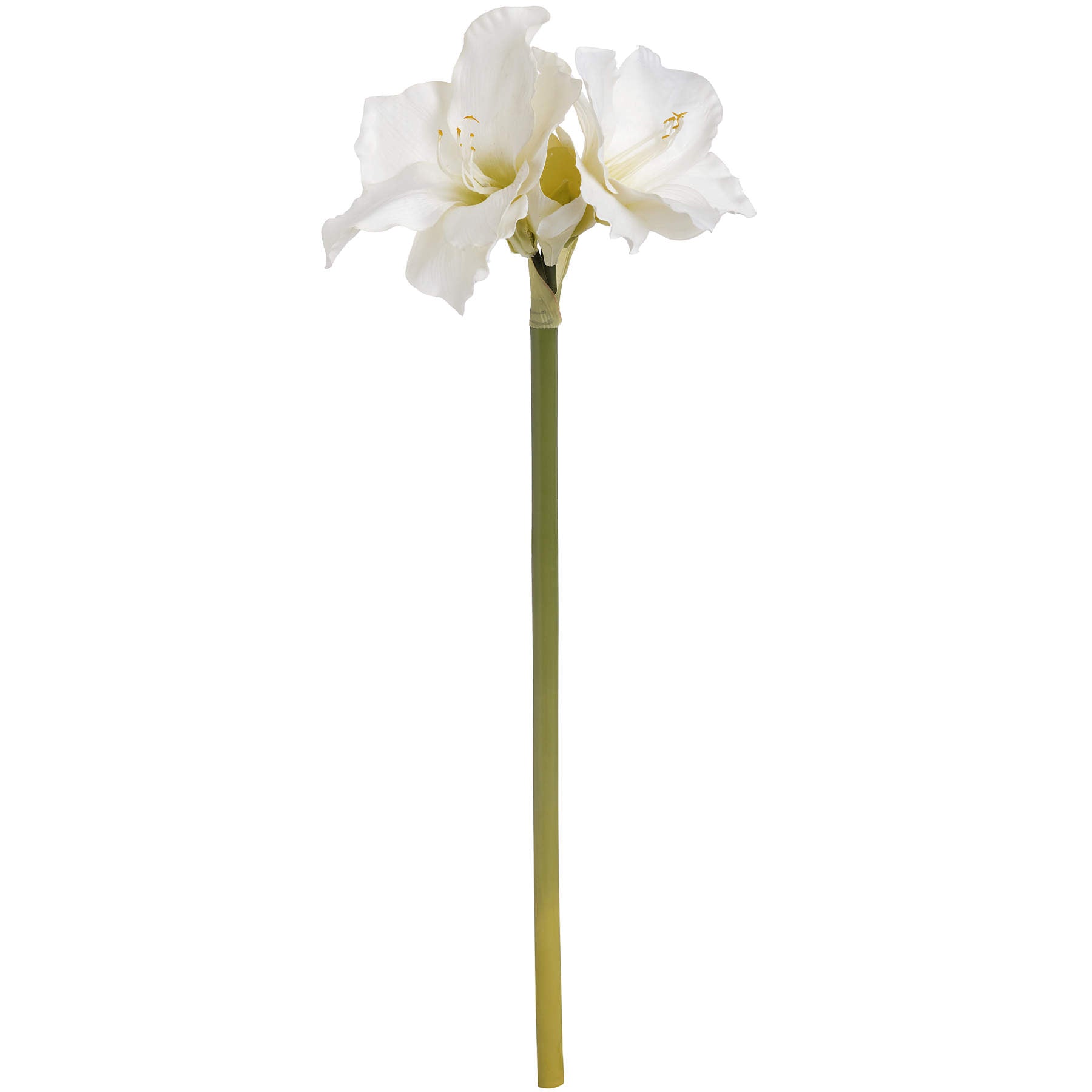 White Classic Amaryllis Flower