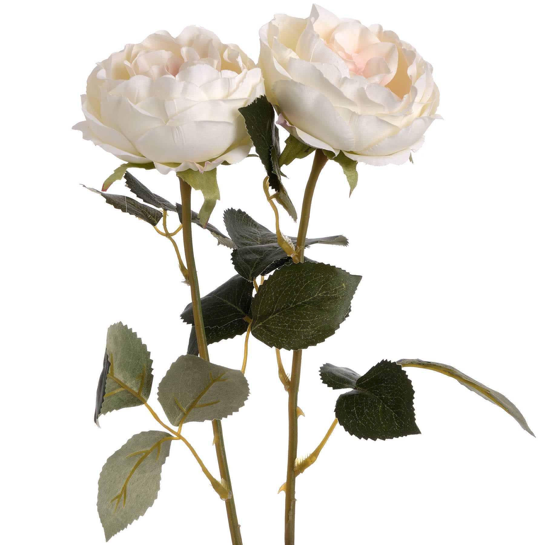Garden Blush Rose