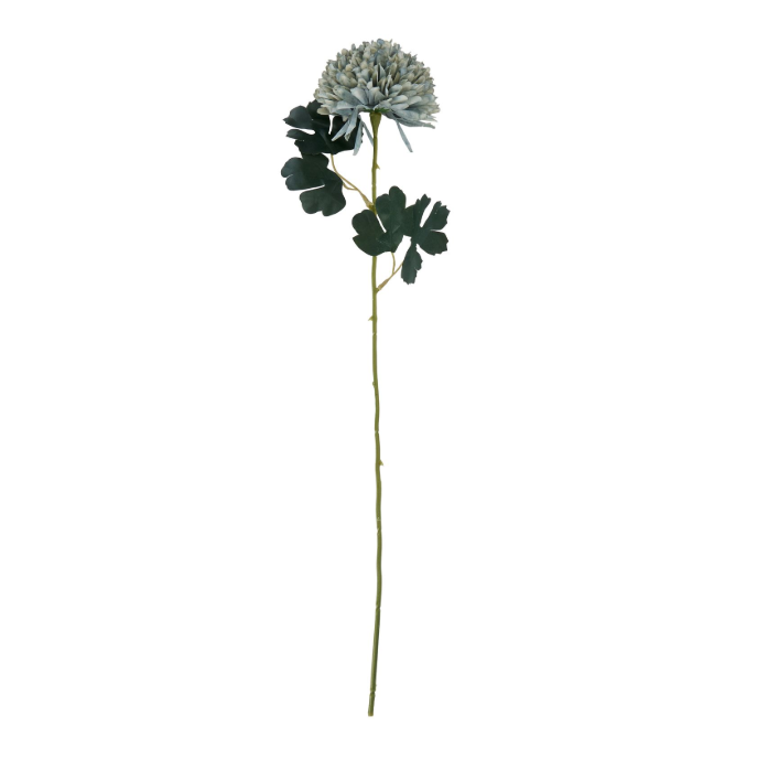 Pale Green Blue Chrysanthemum
