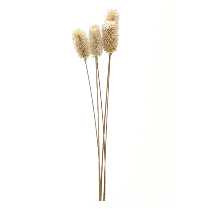 Bouquet Of Dried Tall Thistle