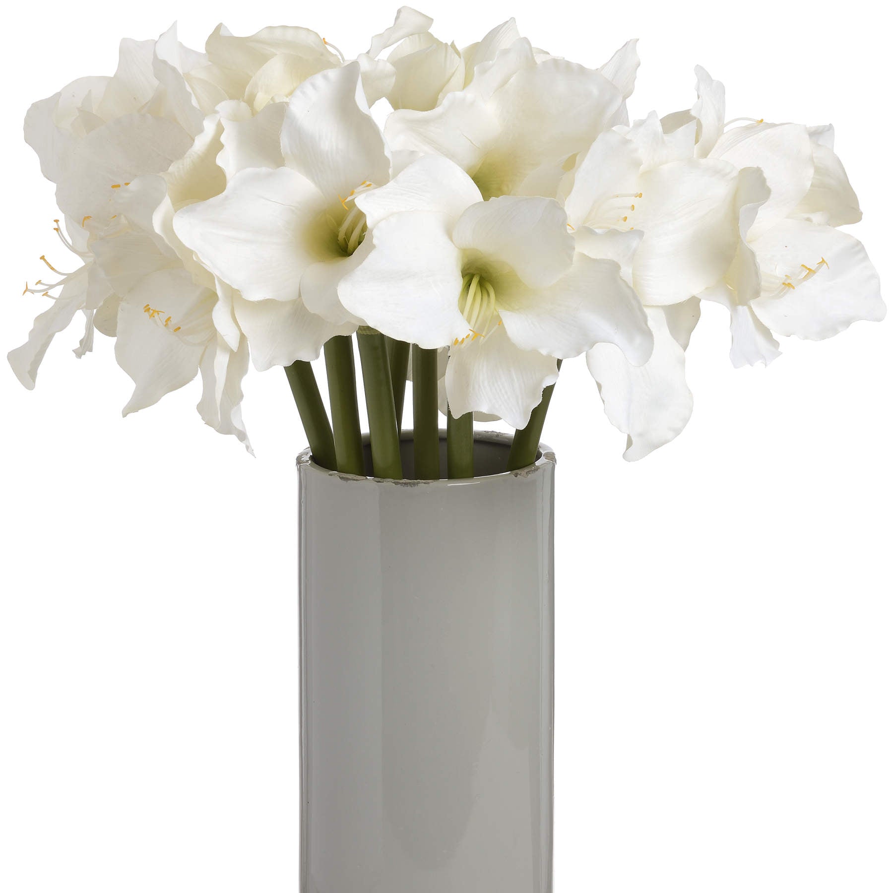 White Classic Amaryllis Flower