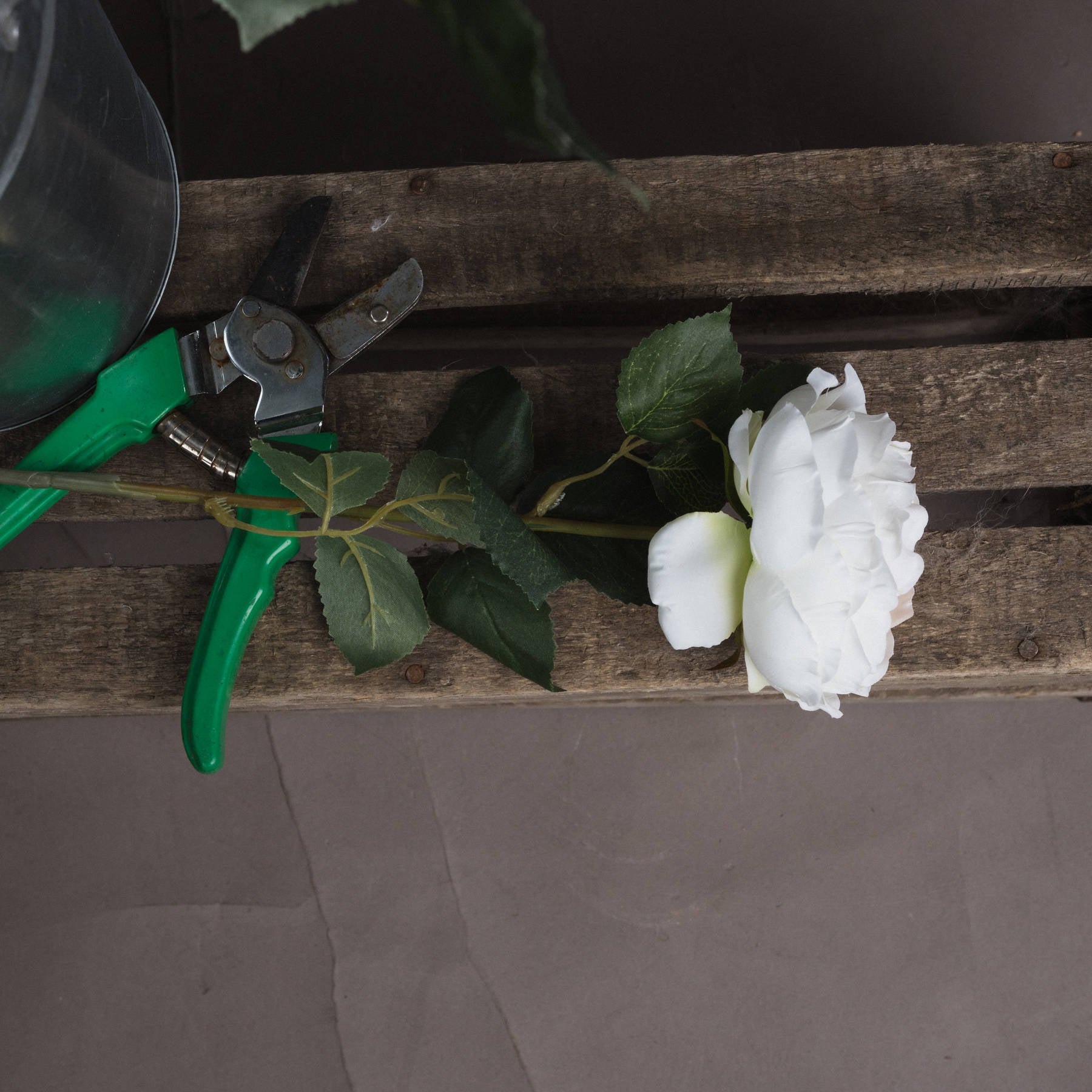 Garden Blush Rose