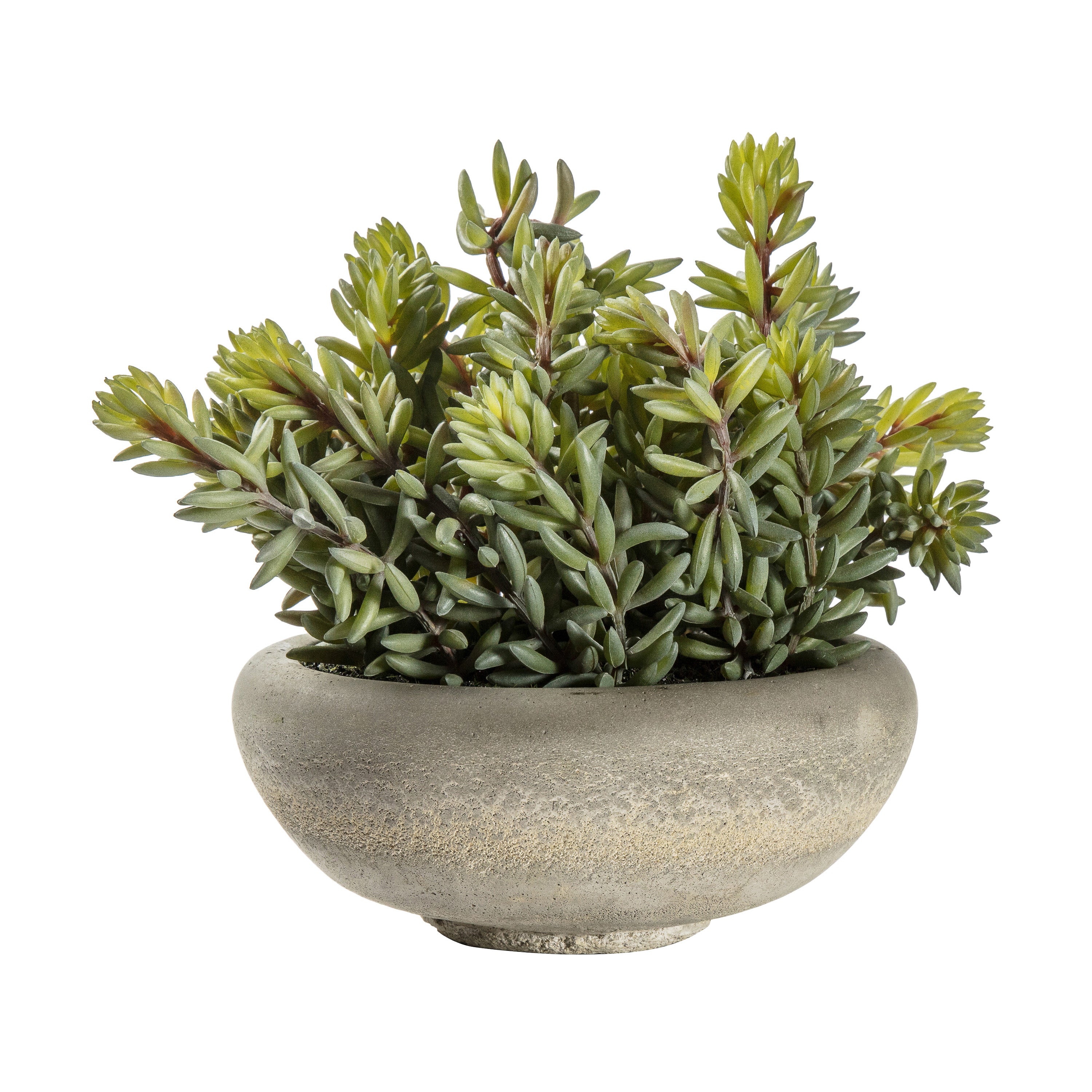 Green Sedum Plant in Cement Pot - Different Size's