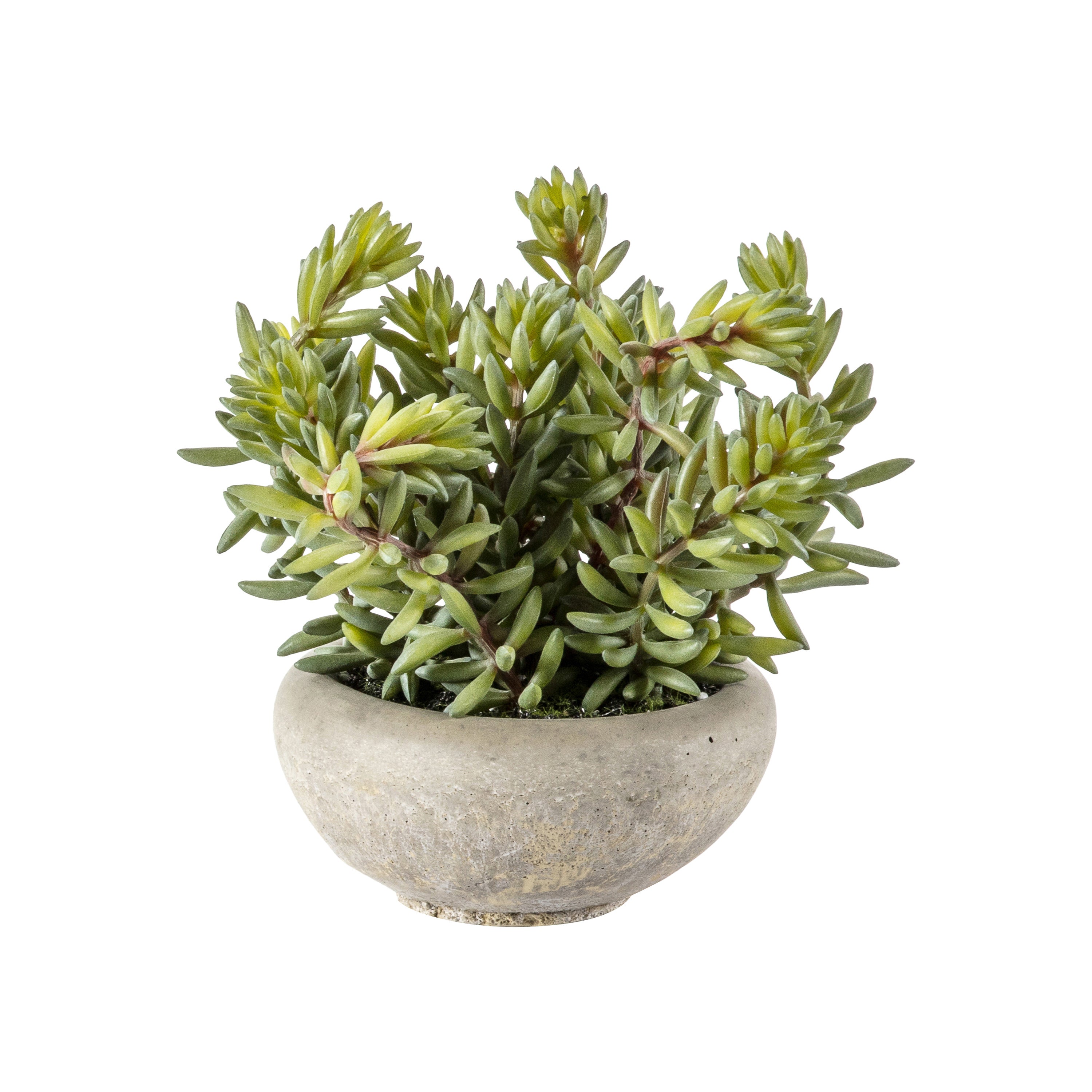 Green Sedum Plant in Cement Pot - Different Size's