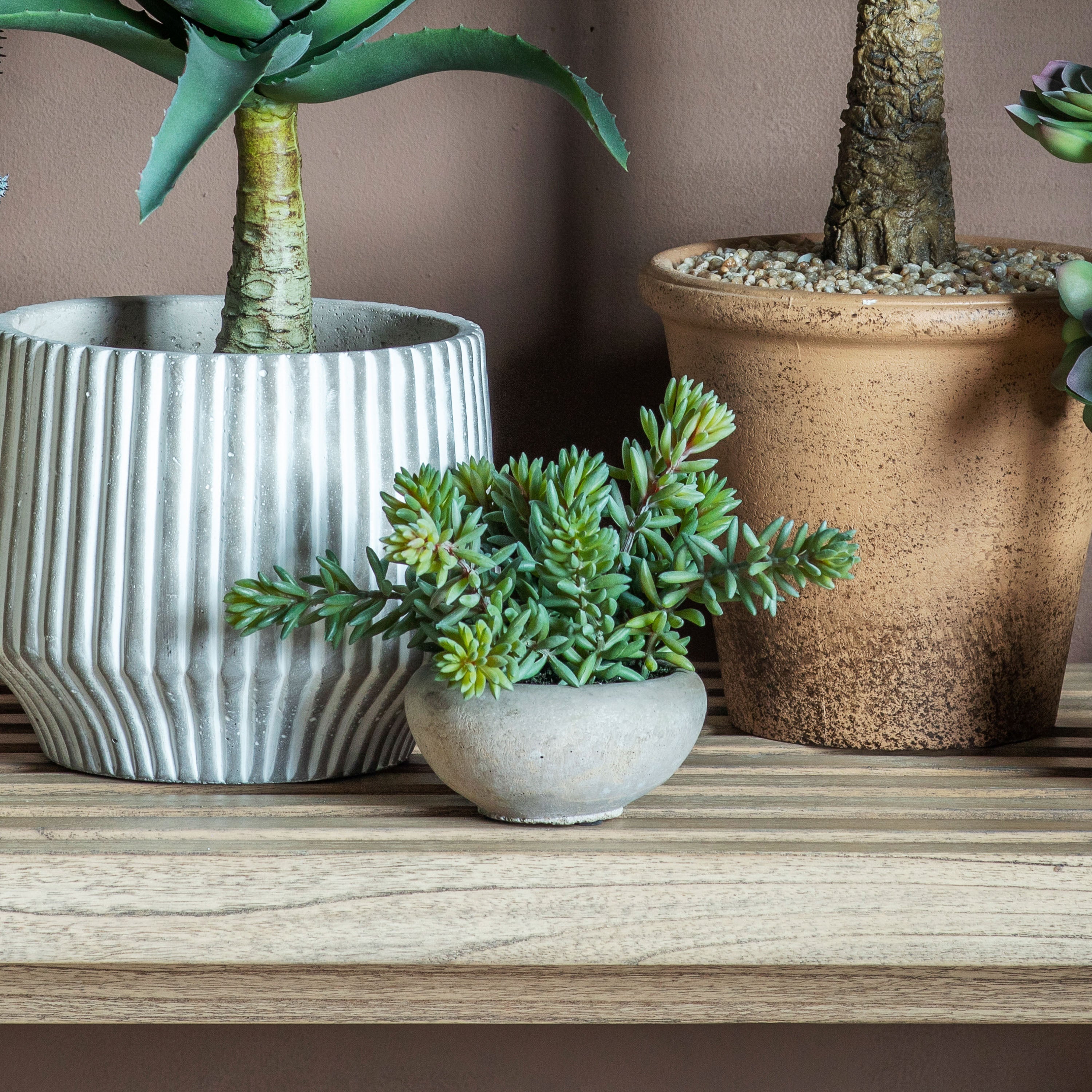 Green Sedum Plant in Cement Pot - Different Size's