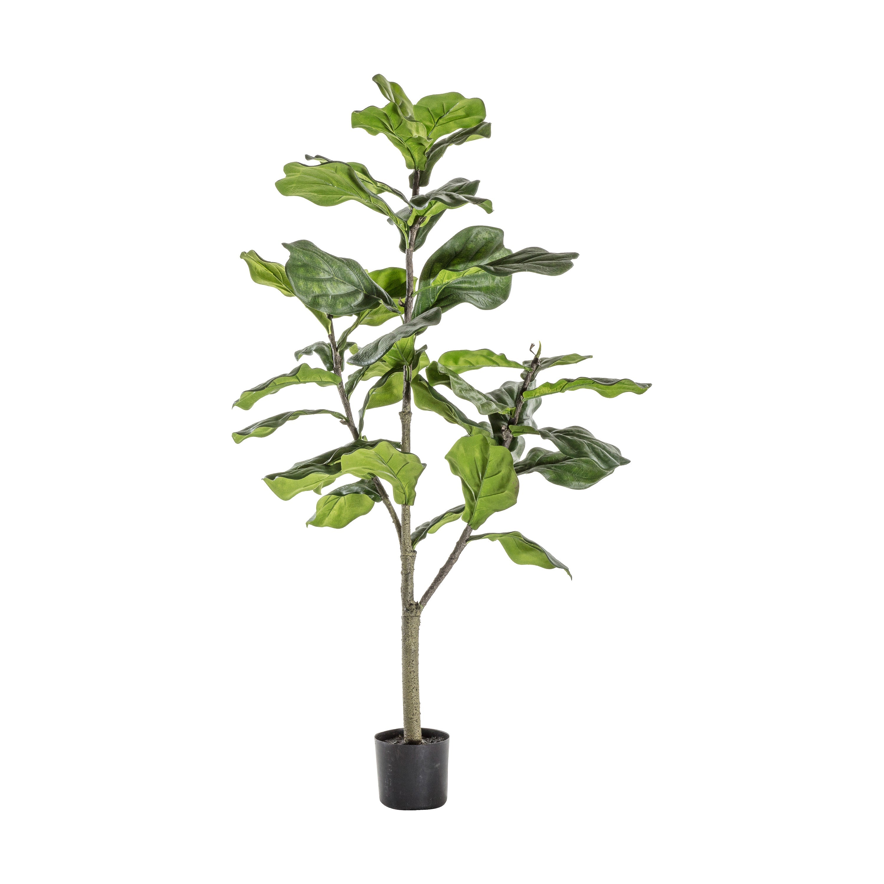 Tropical Fiddle Trees - Different Sizes