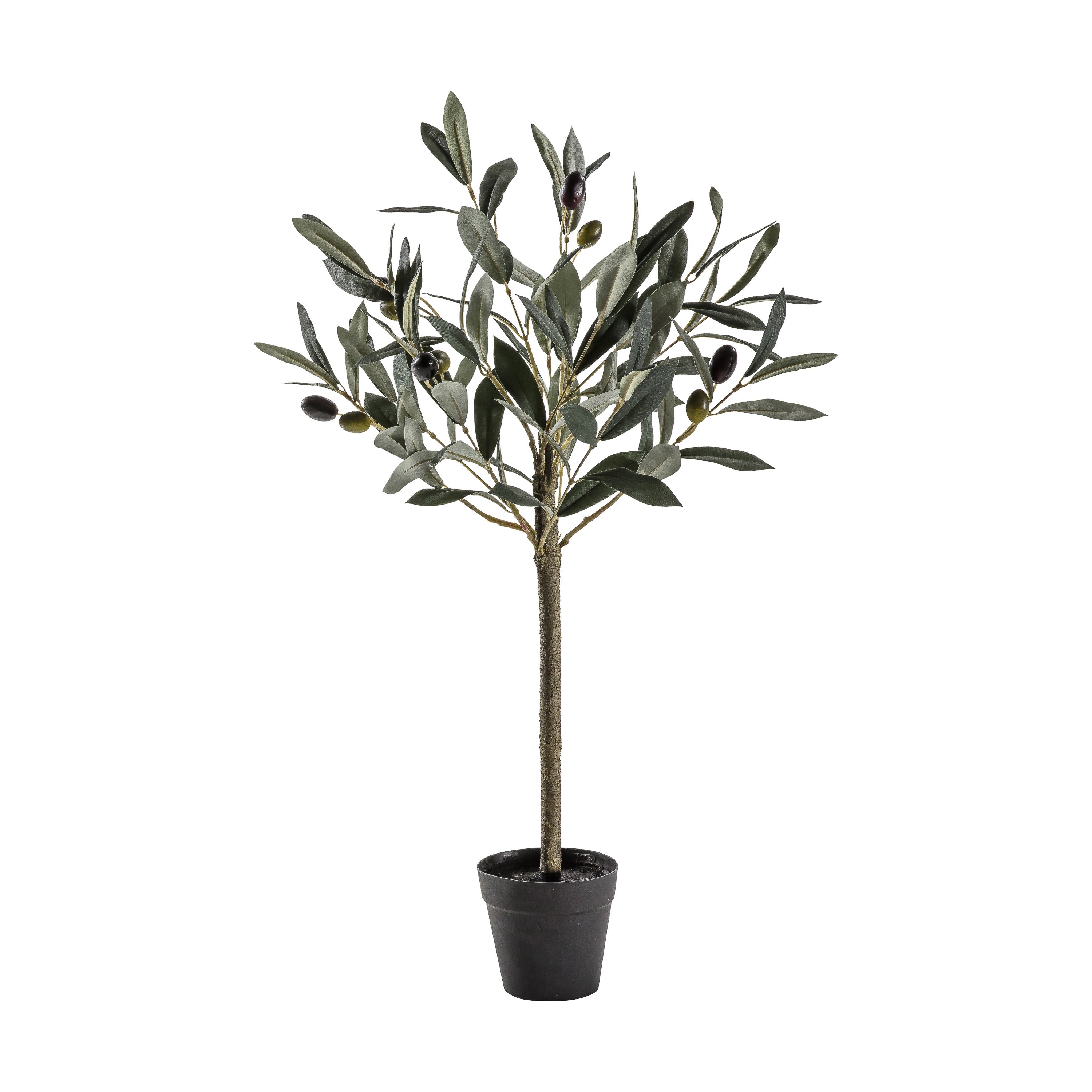 Mediterranean Olive Tree - 3 Sizes