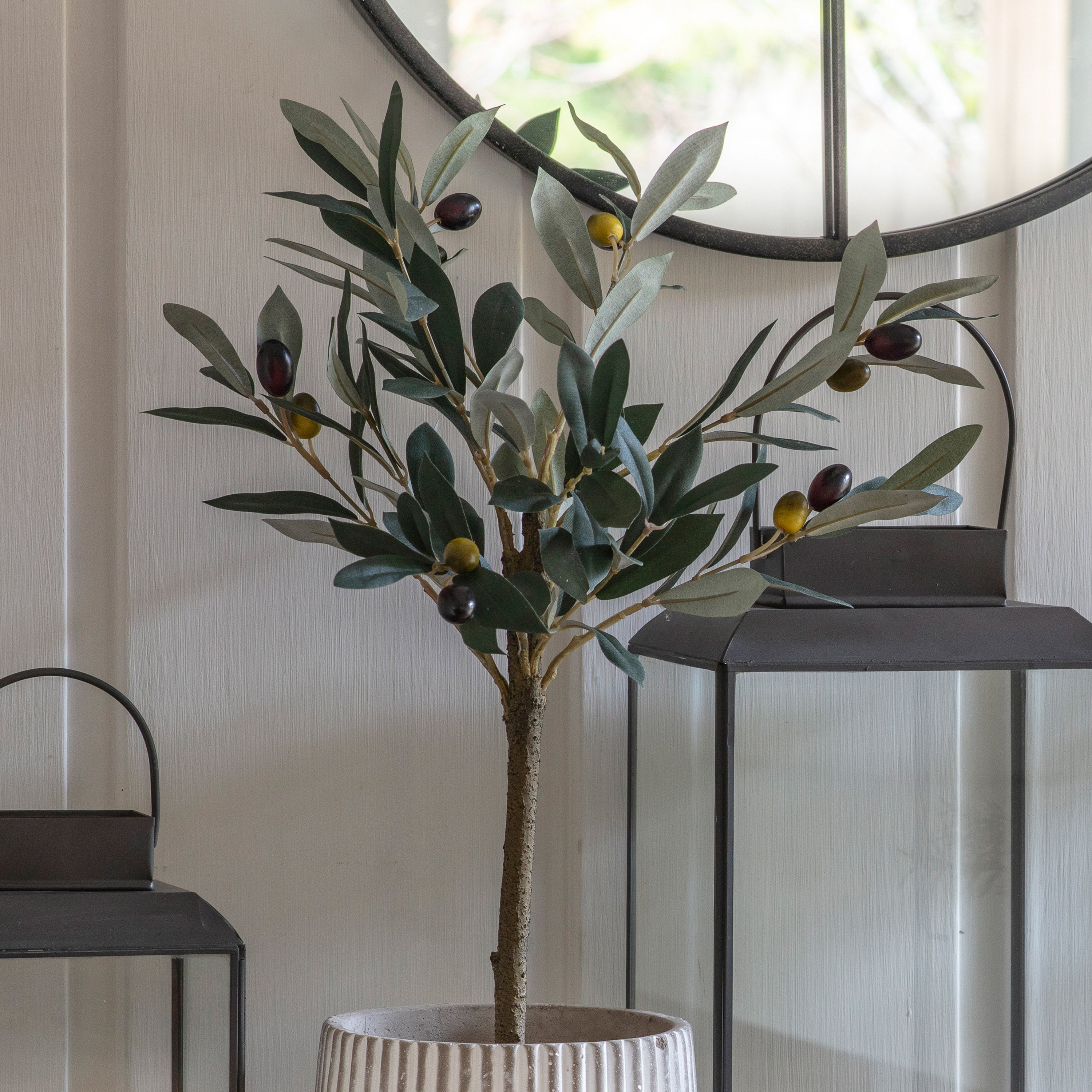 Mediterranean Olive Tree - 3 Sizes
