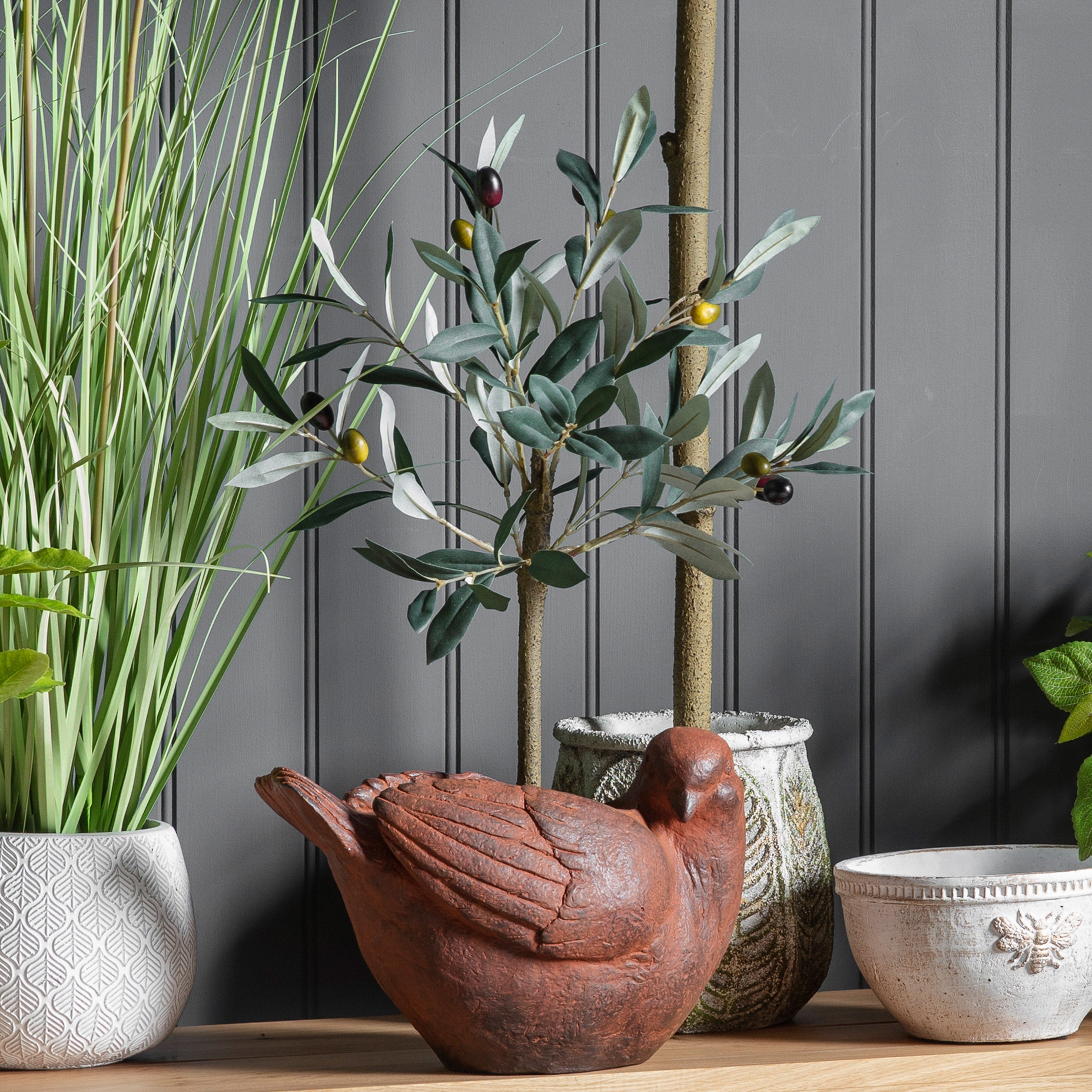 Mediterranean Olive Tree - 3 Sizes