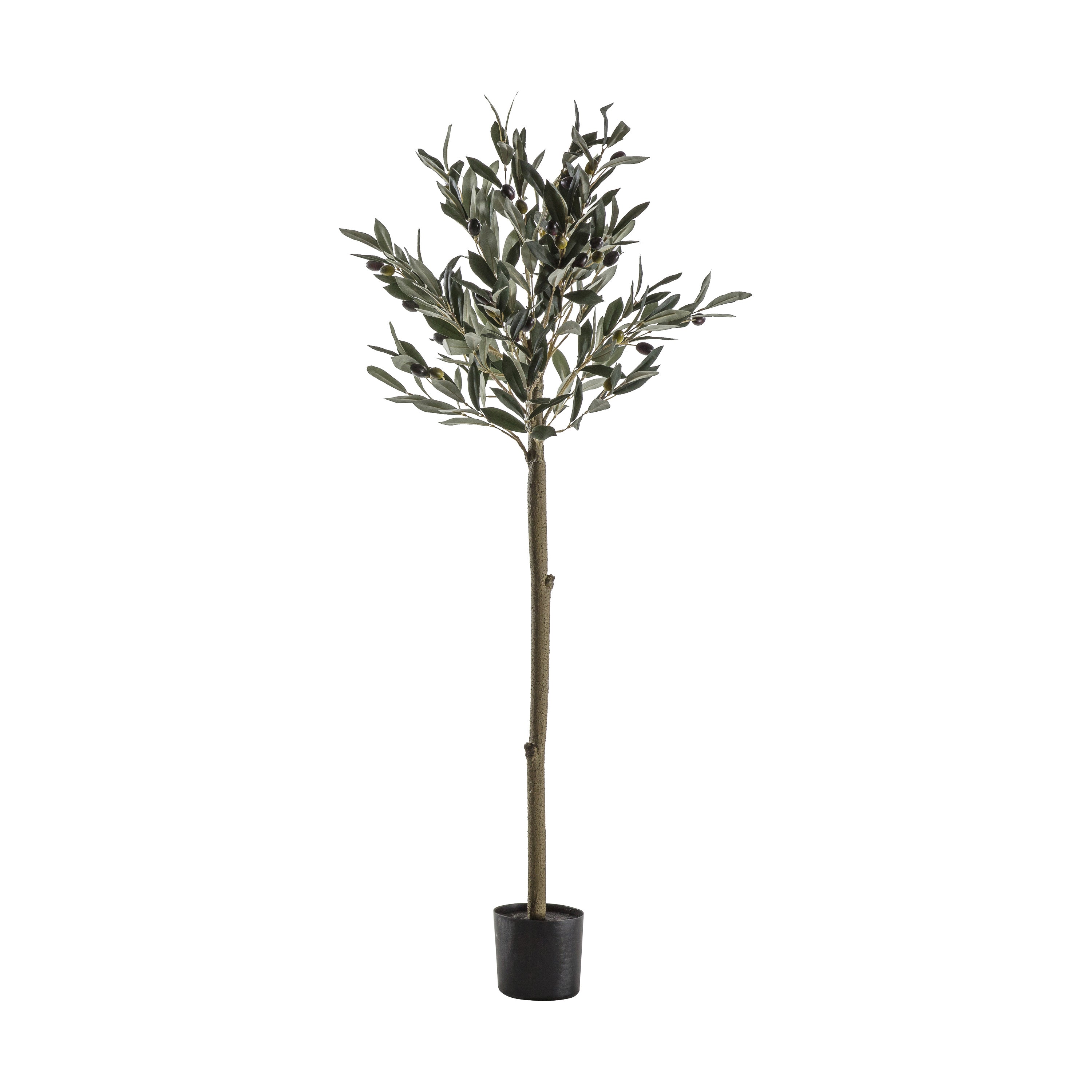 Mediterranean Olive Tree - 3 Sizes