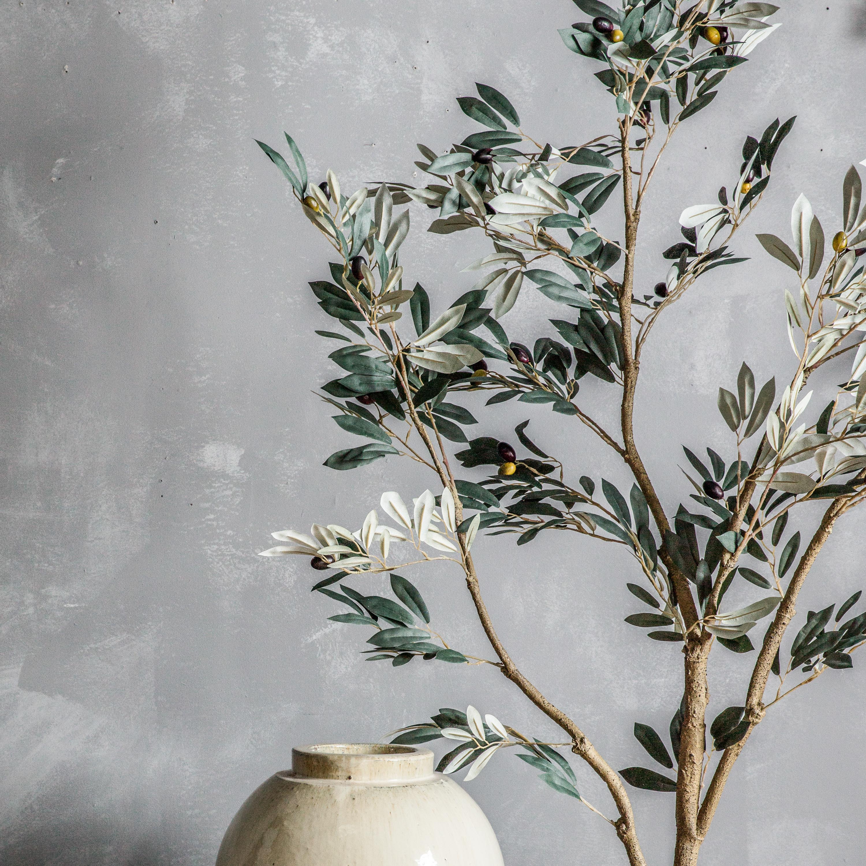 Mediterranean Olive Tree - 3 Sizes