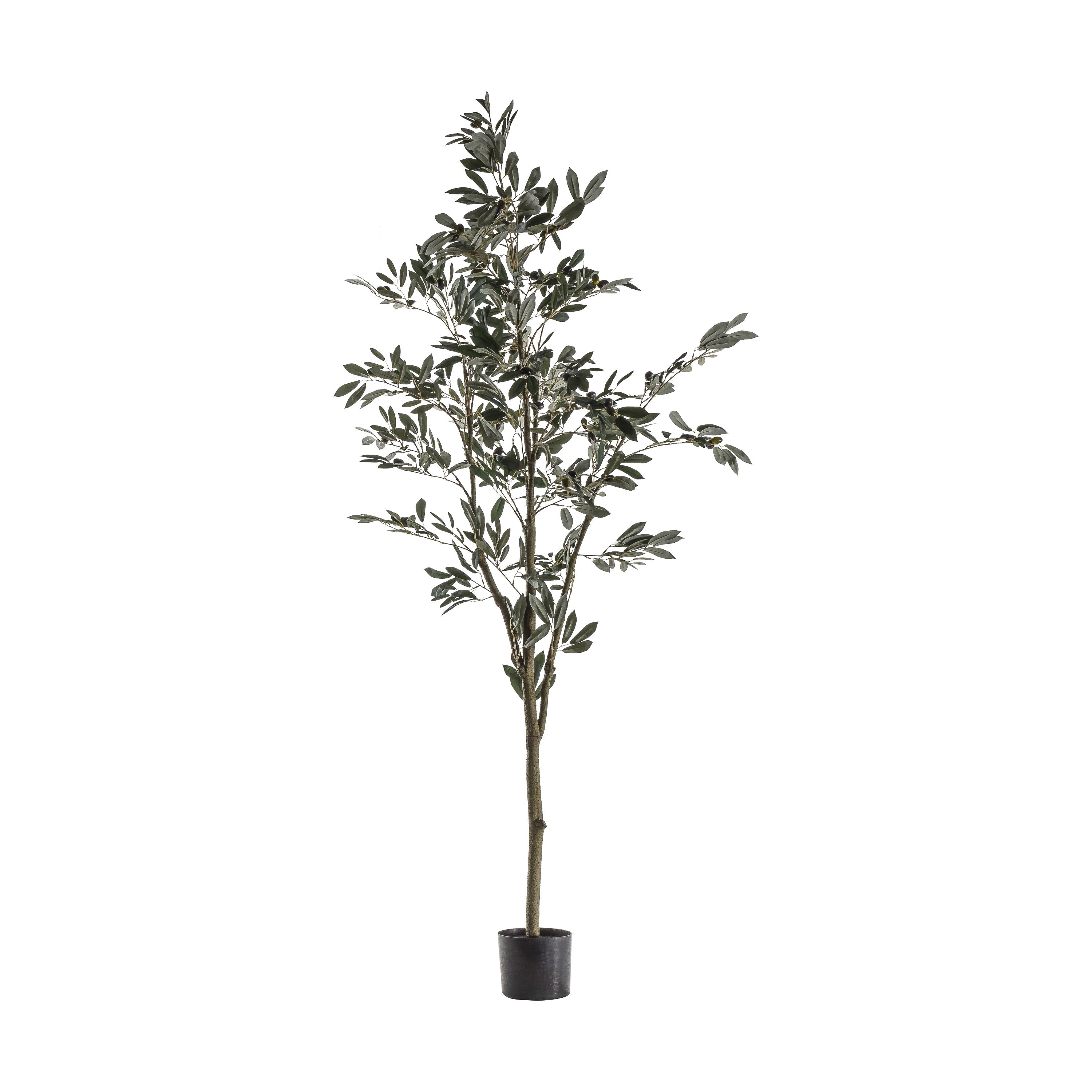 Mediterranean Olive Tree - 3 Sizes