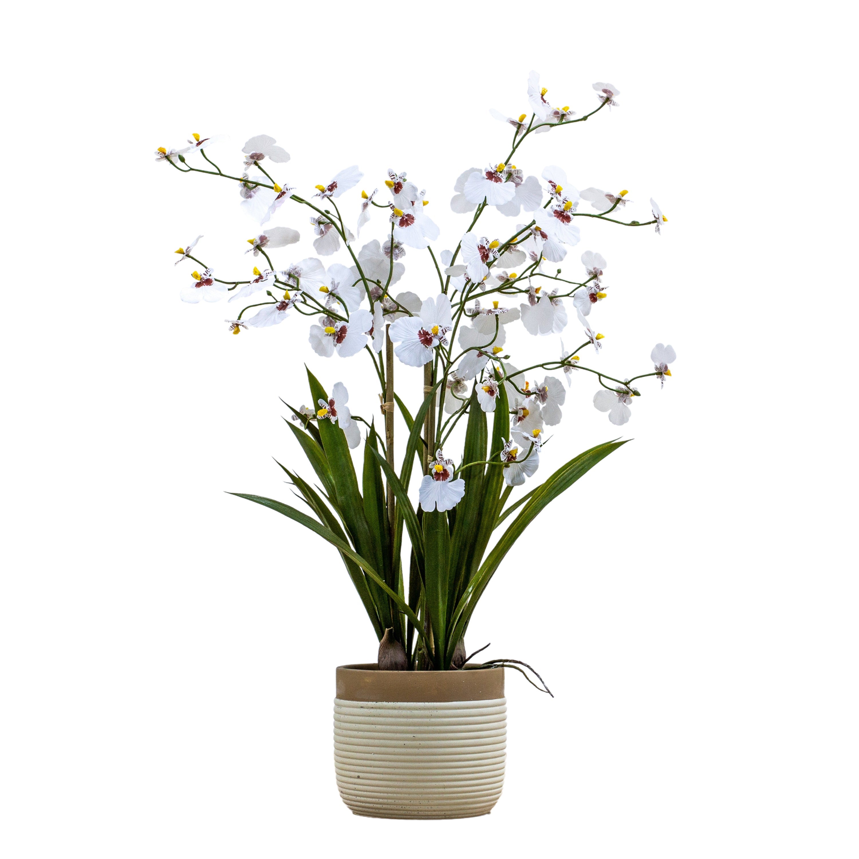 Oncidium Orchid's In Ceramic Pot - Different Size's/Colour's