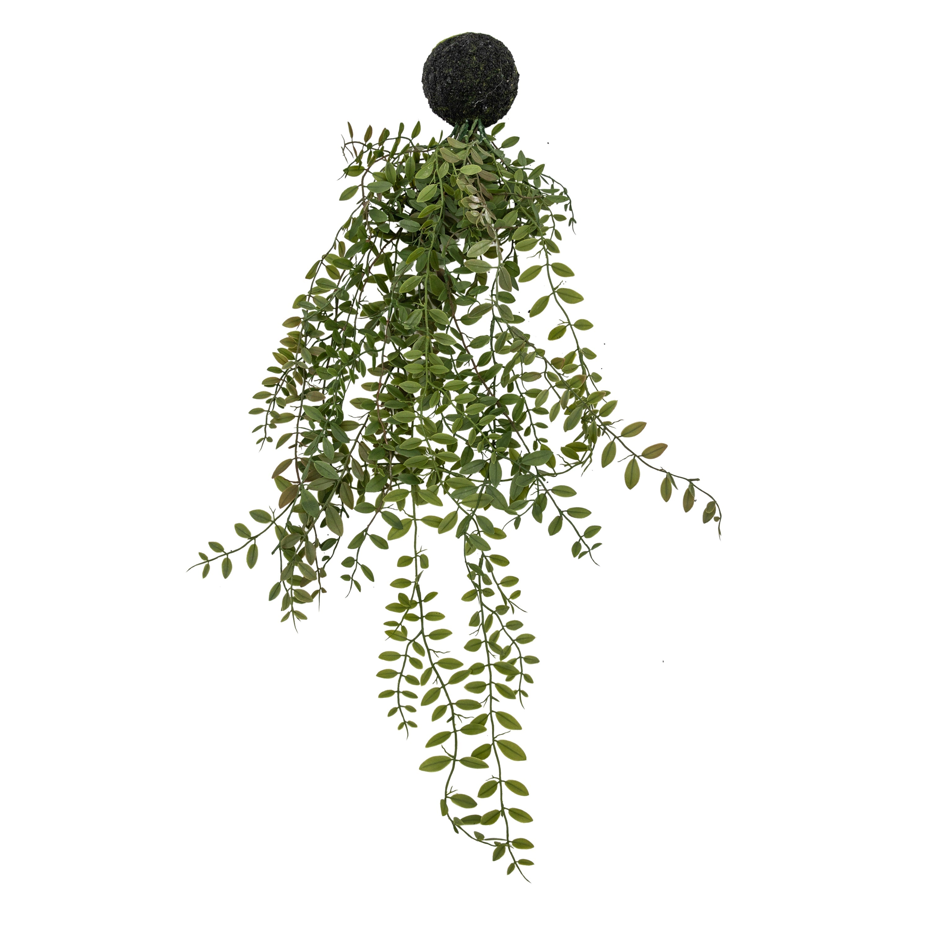 Trailing Green Fern in Soil Ball