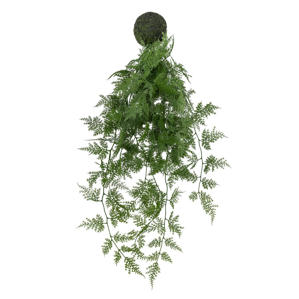 Green Trailing Wood Fern in Soil Ball