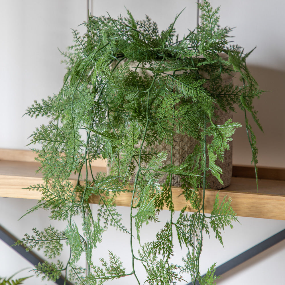 Green Trailing Wood Fern in Soil Ball