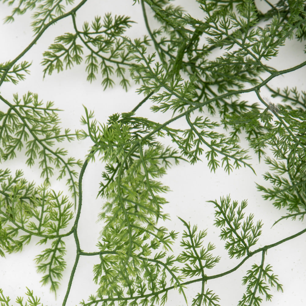 Green Trailing Wood Fern in Soil Ball