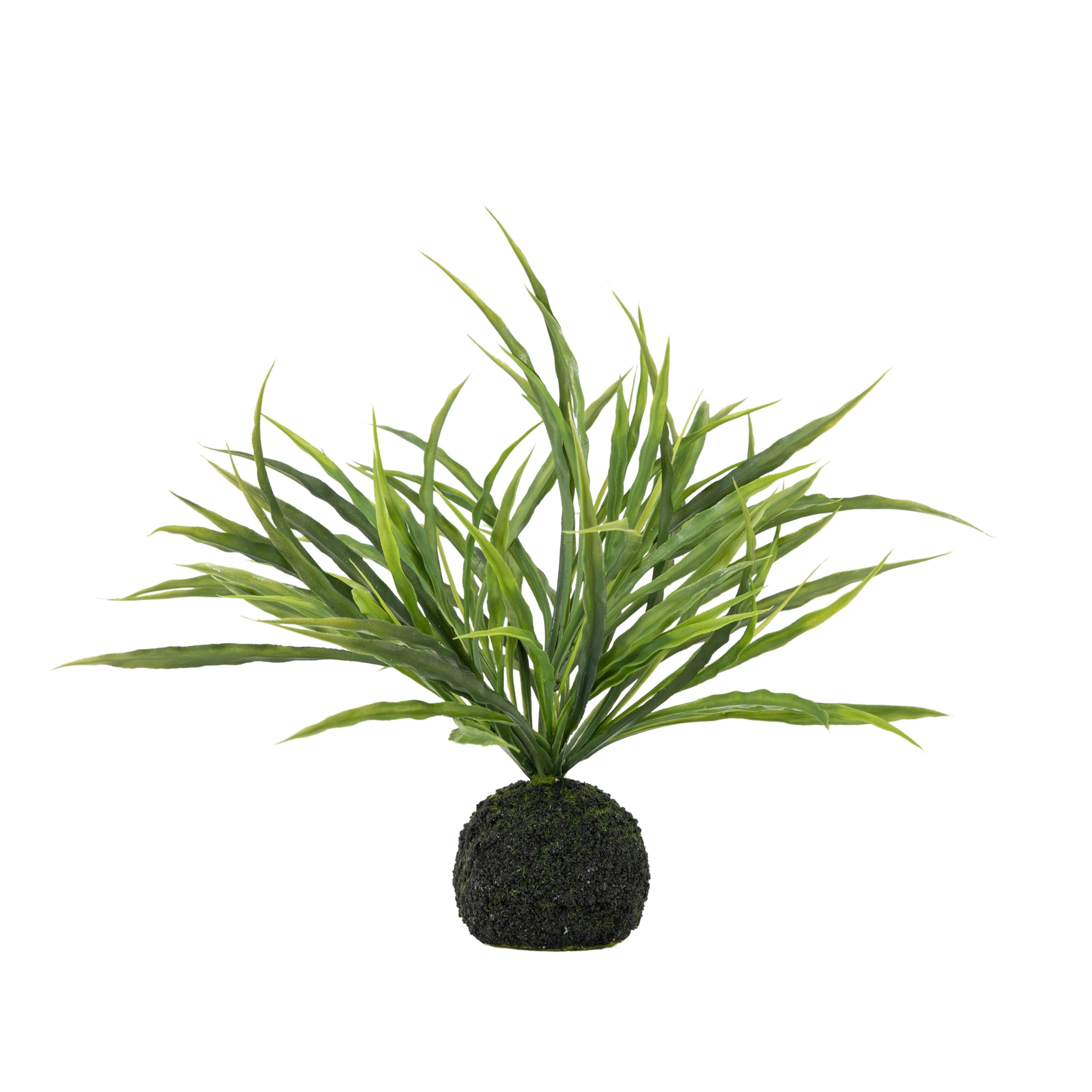 Wild Green Grass in Soil Ball