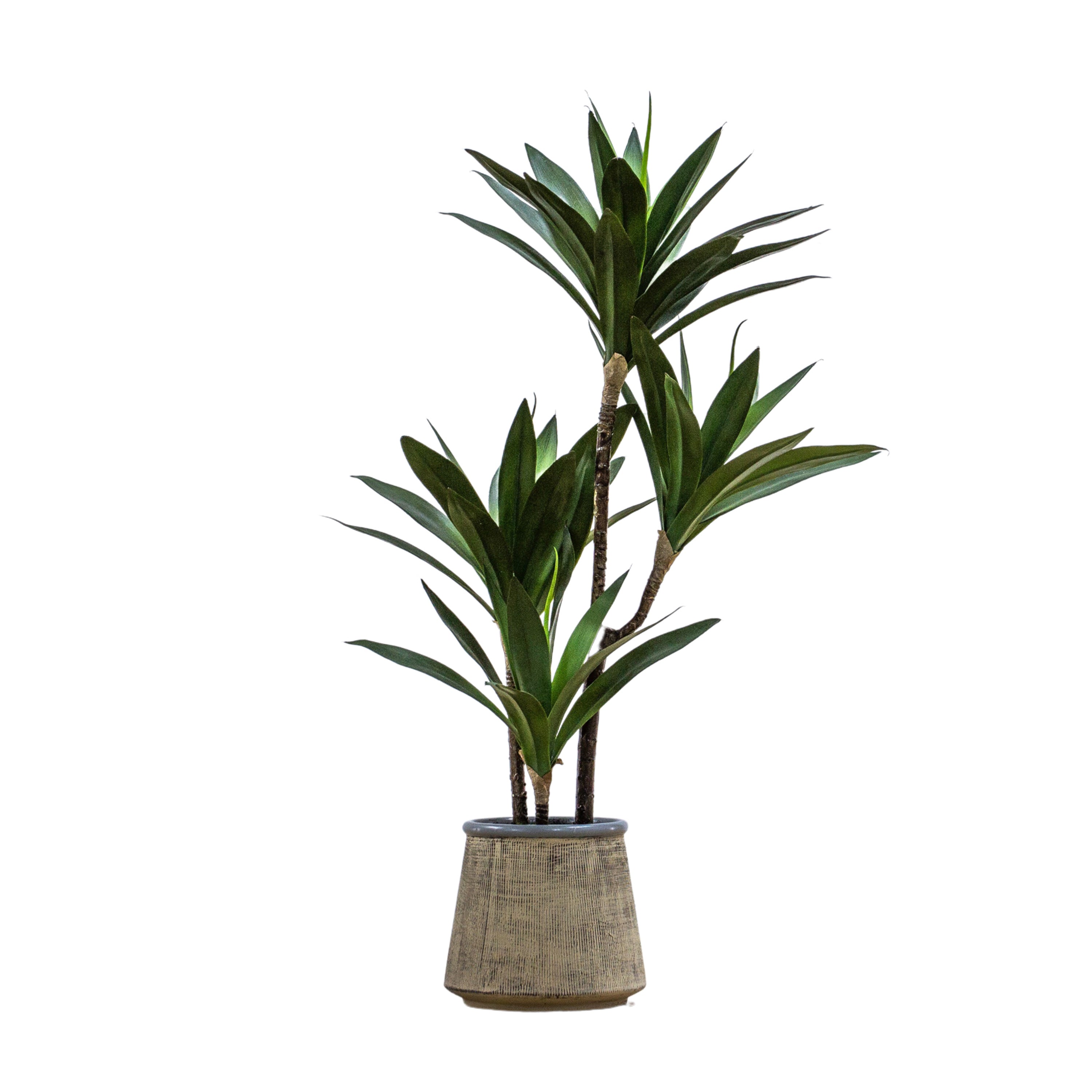 Potted Green Yucca Tree - Indoor Oasis