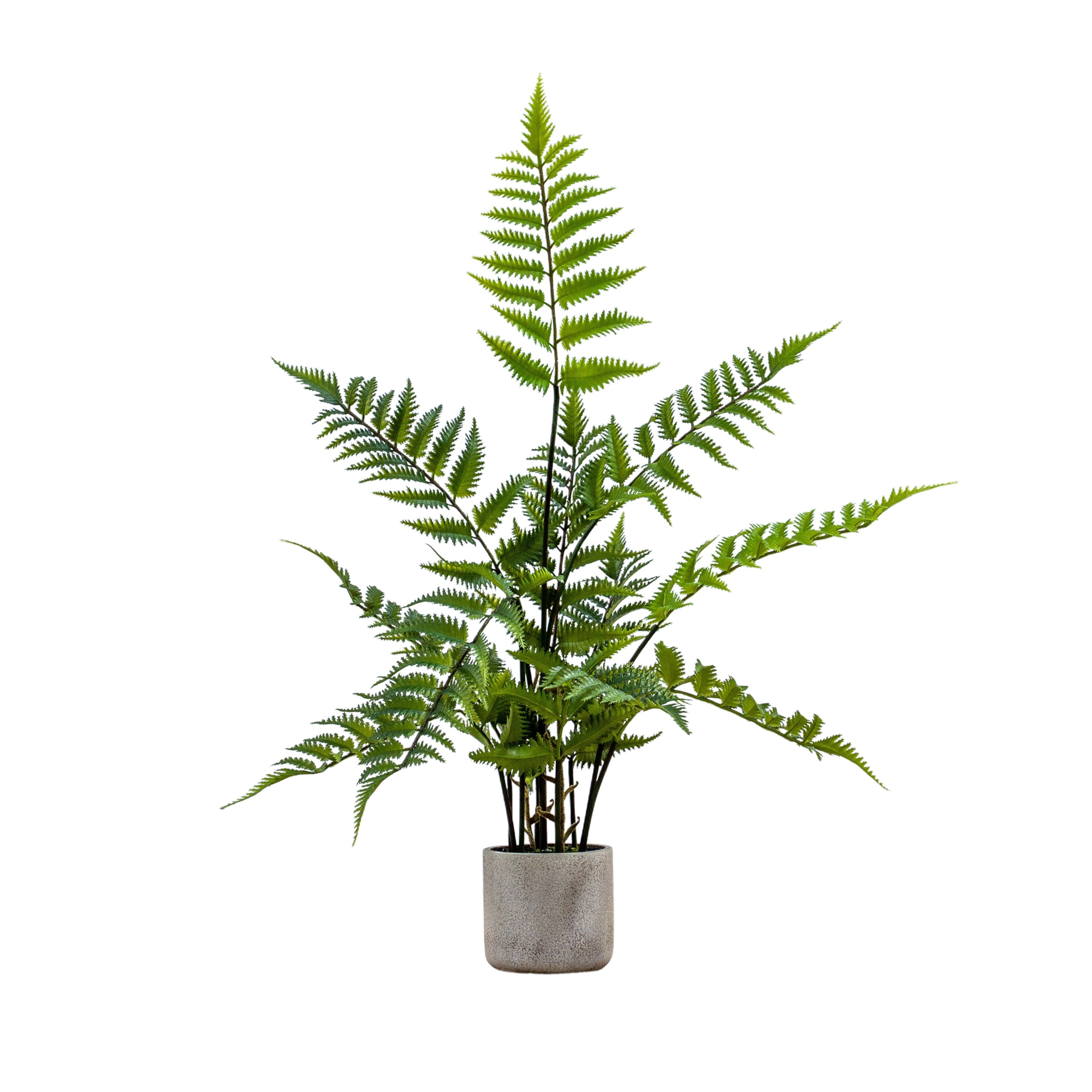 Potted Fern in Distressed Ceramic Pot - 2 Size's