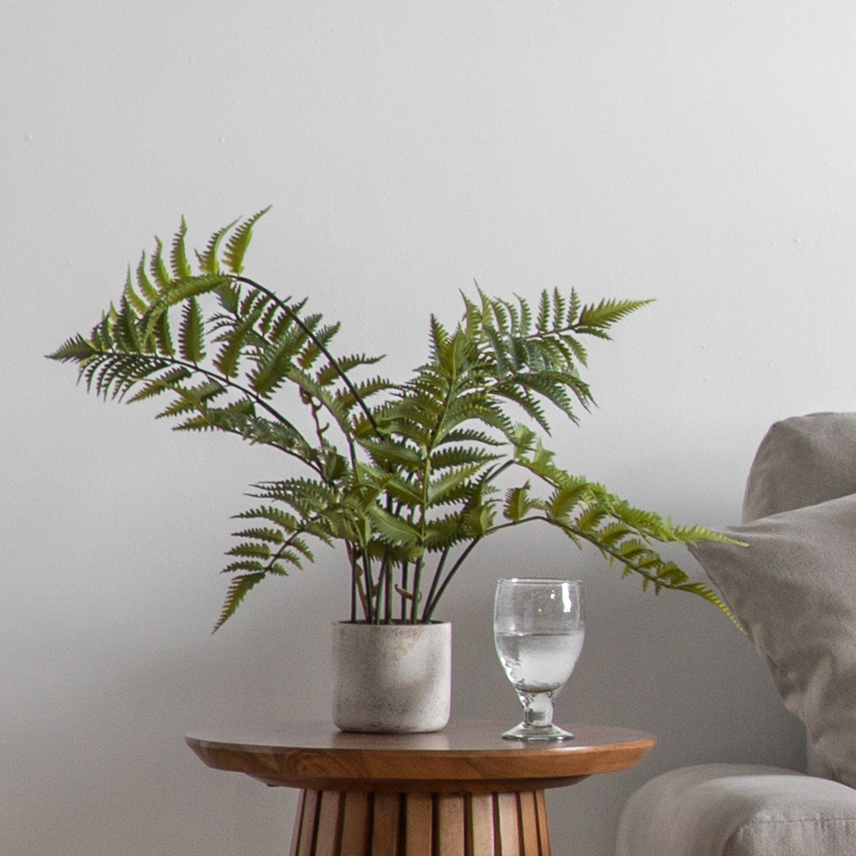 Potted Fern in Distressed Ceramic Pot - 2 Size's