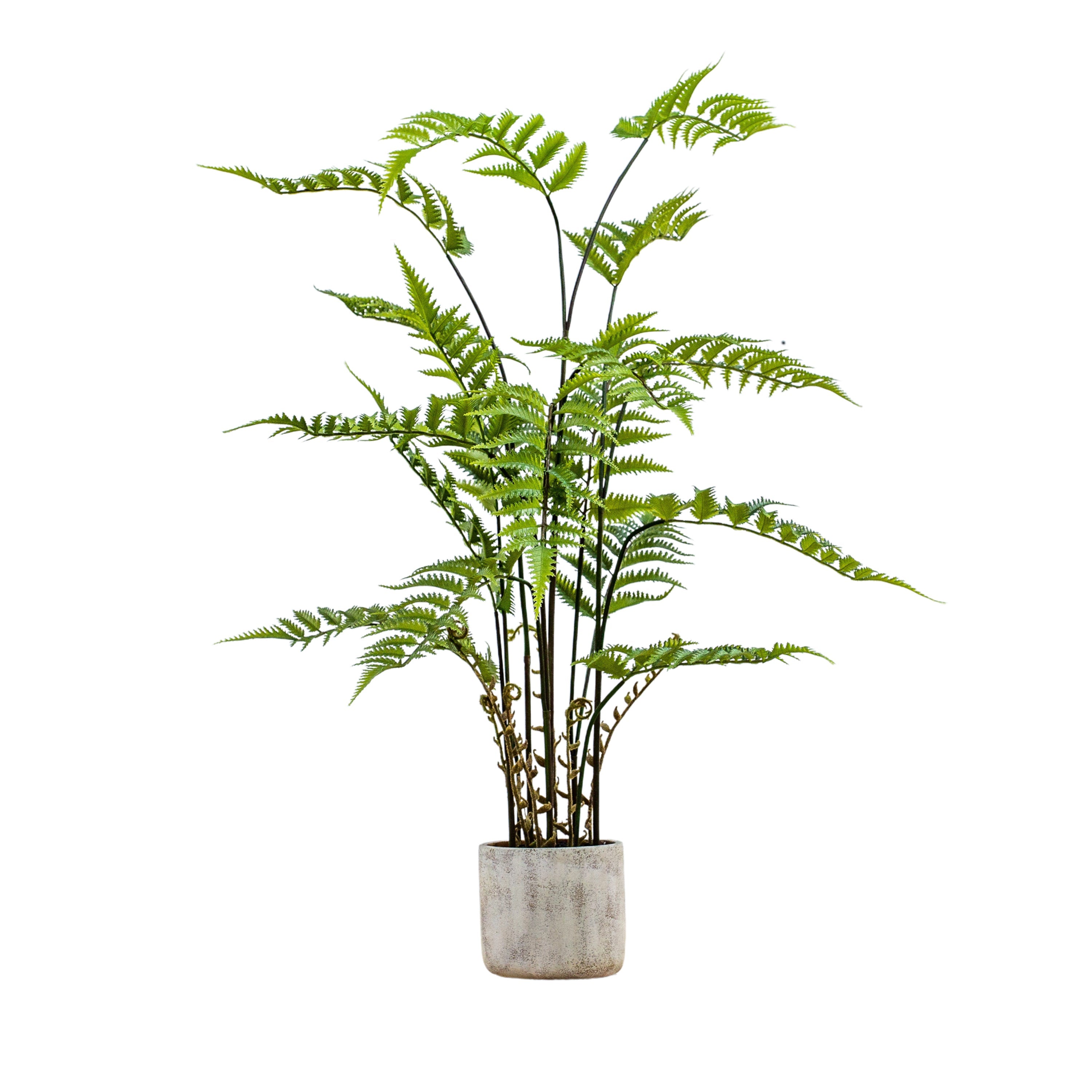 Potted Fern in Distressed Ceramic Pot - 2 Size's