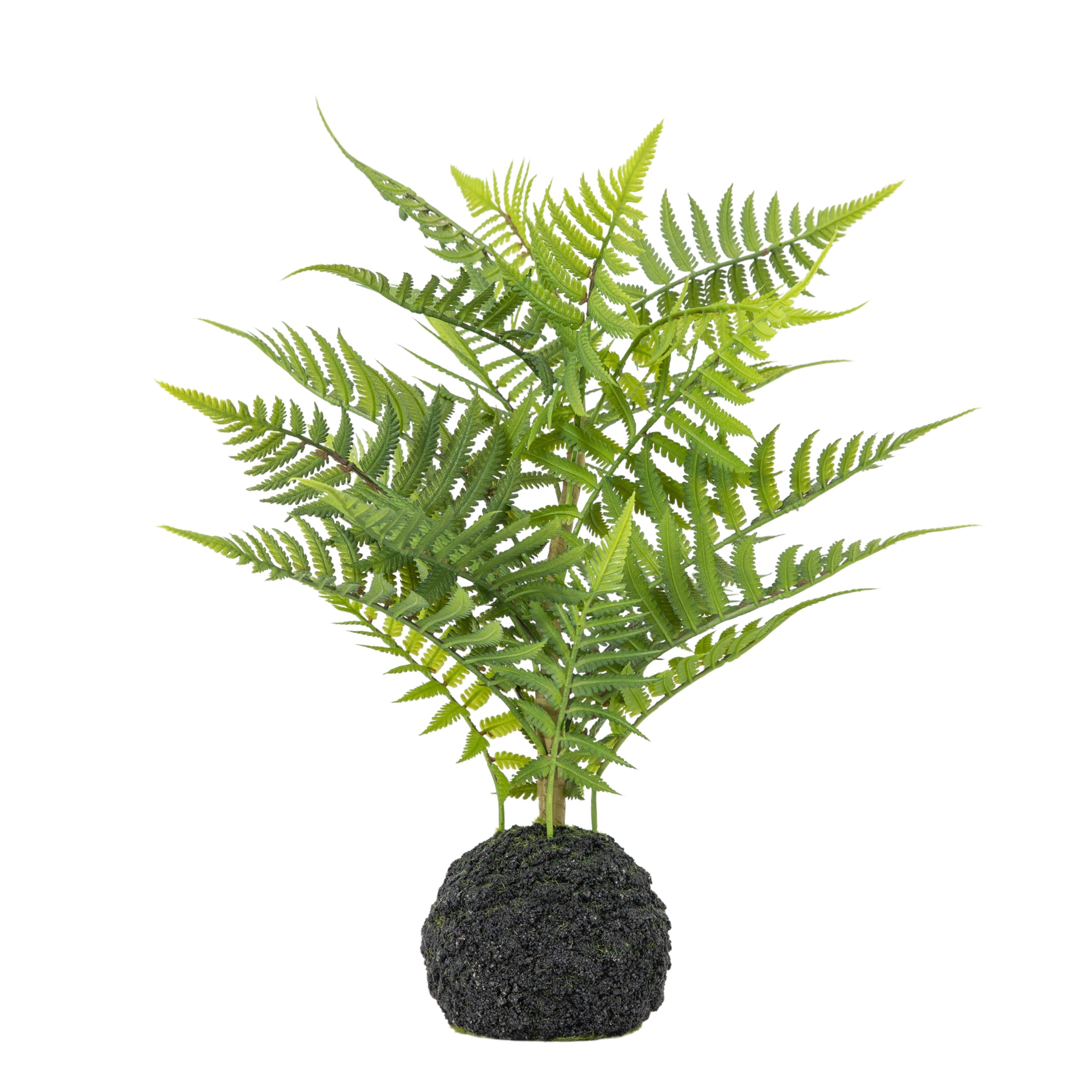 Verdant Green Soil Ball Lady Fern