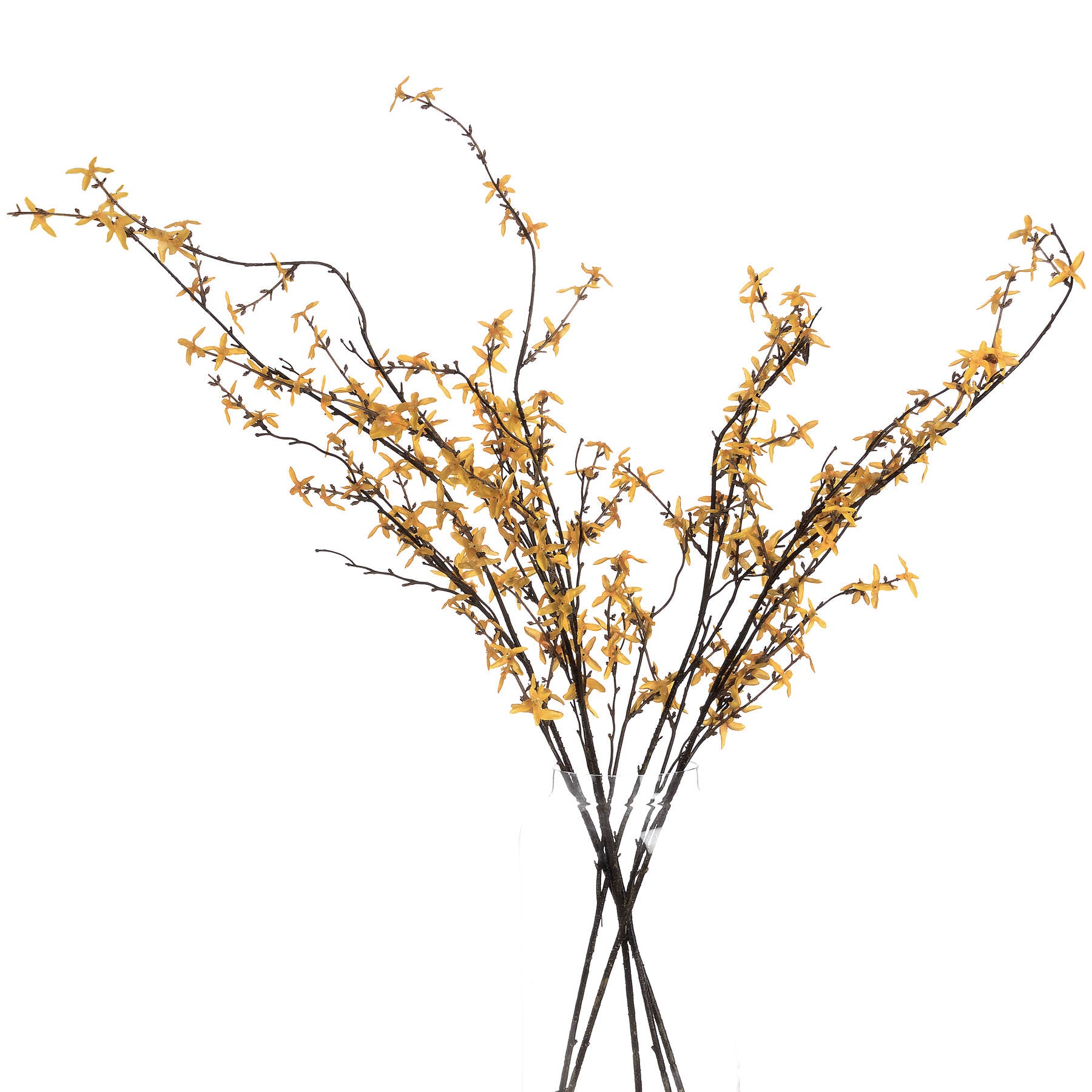 Forsythia Stem