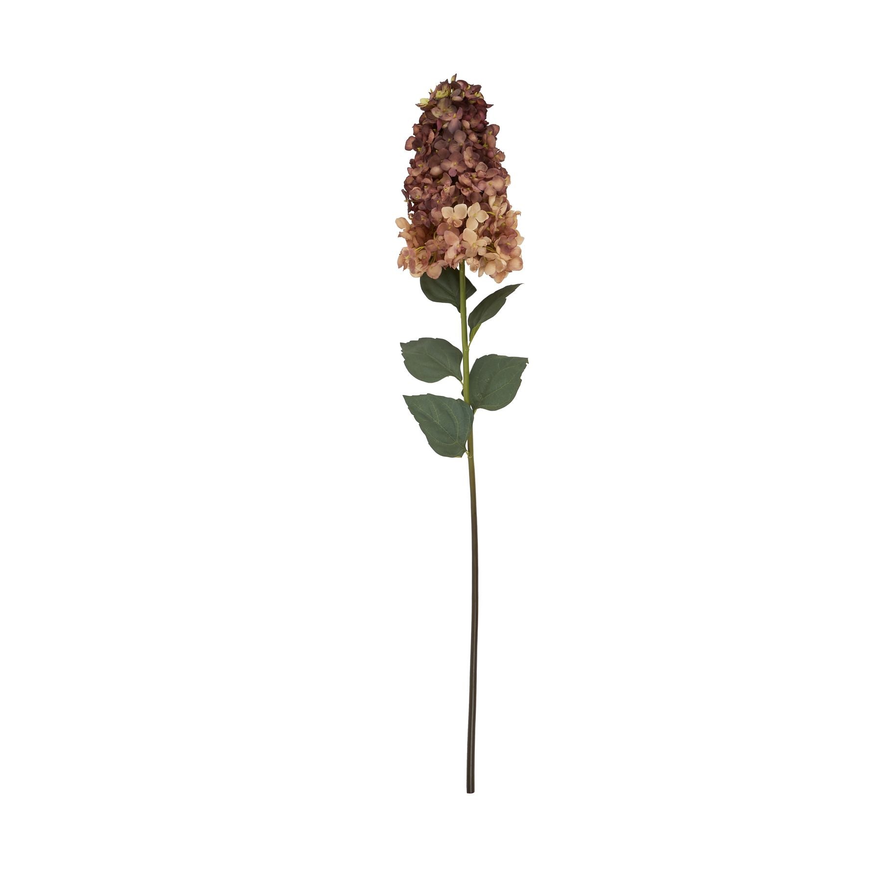 Spear Burgundy Hydrangea
