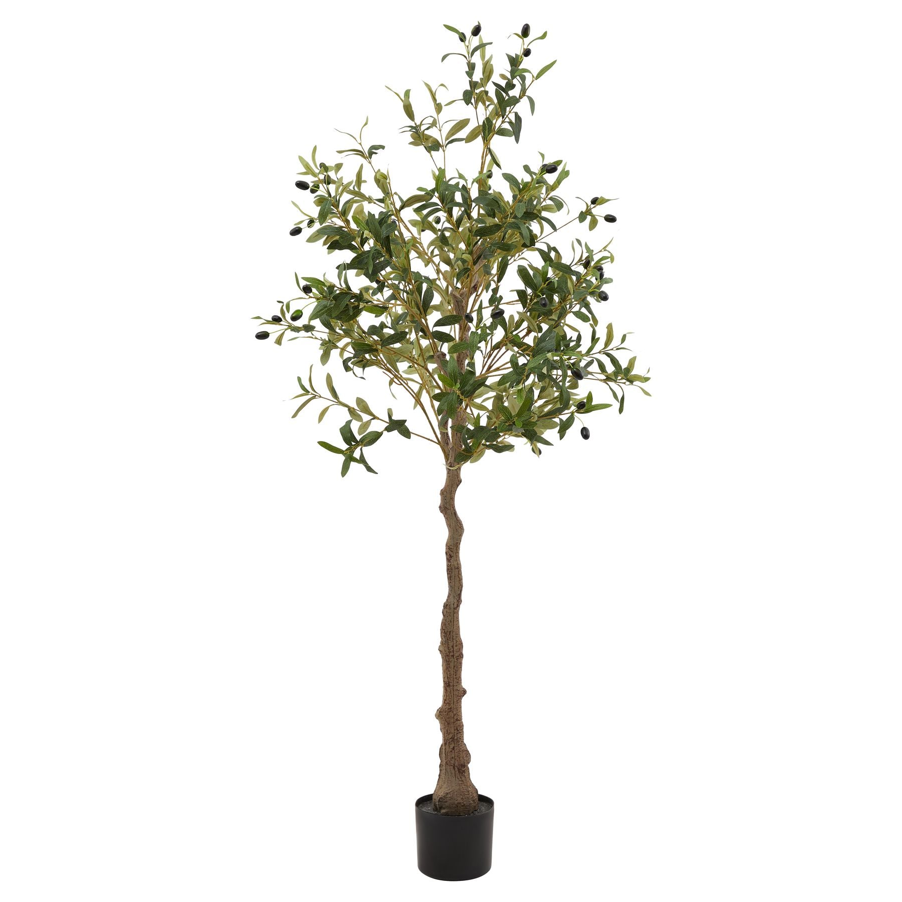 Sicily Olive Tree - 3 Sizes