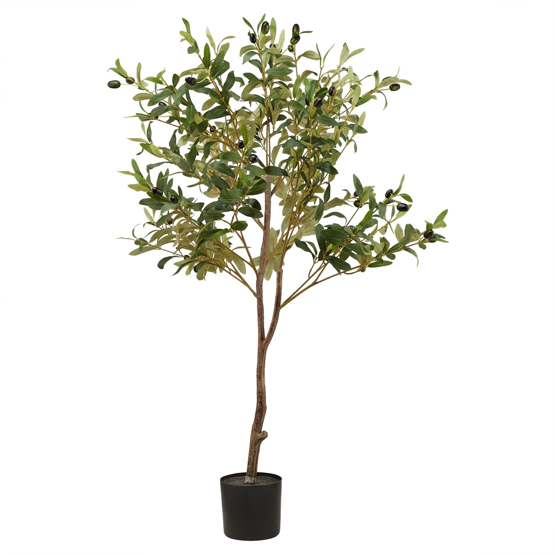 Sicily Olive Tree - 3 Sizes