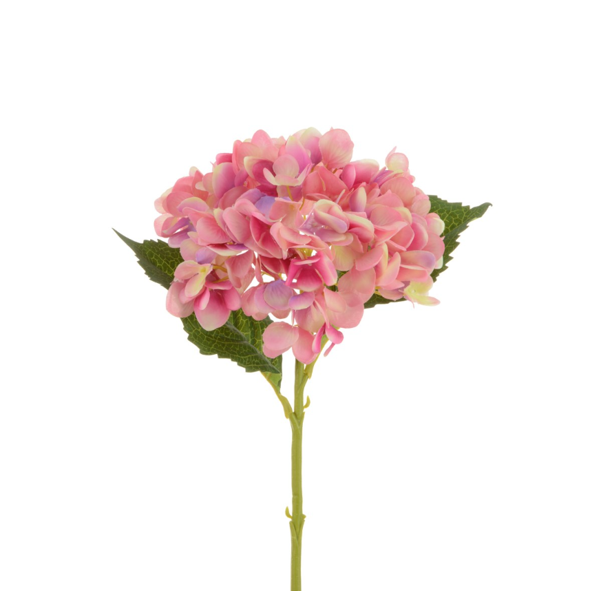 HYDRANGEA STEM