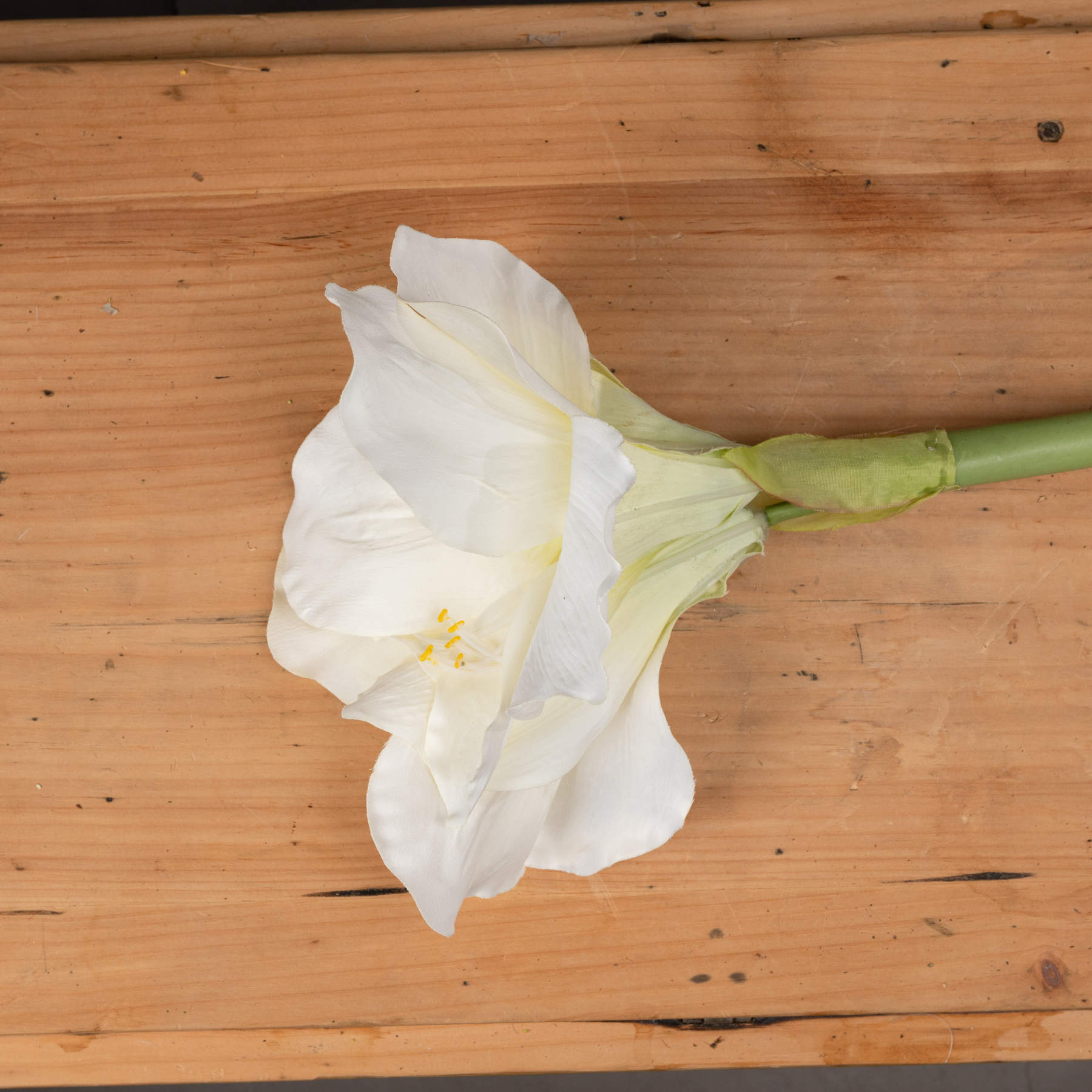 White Classic Amaryllis Flower