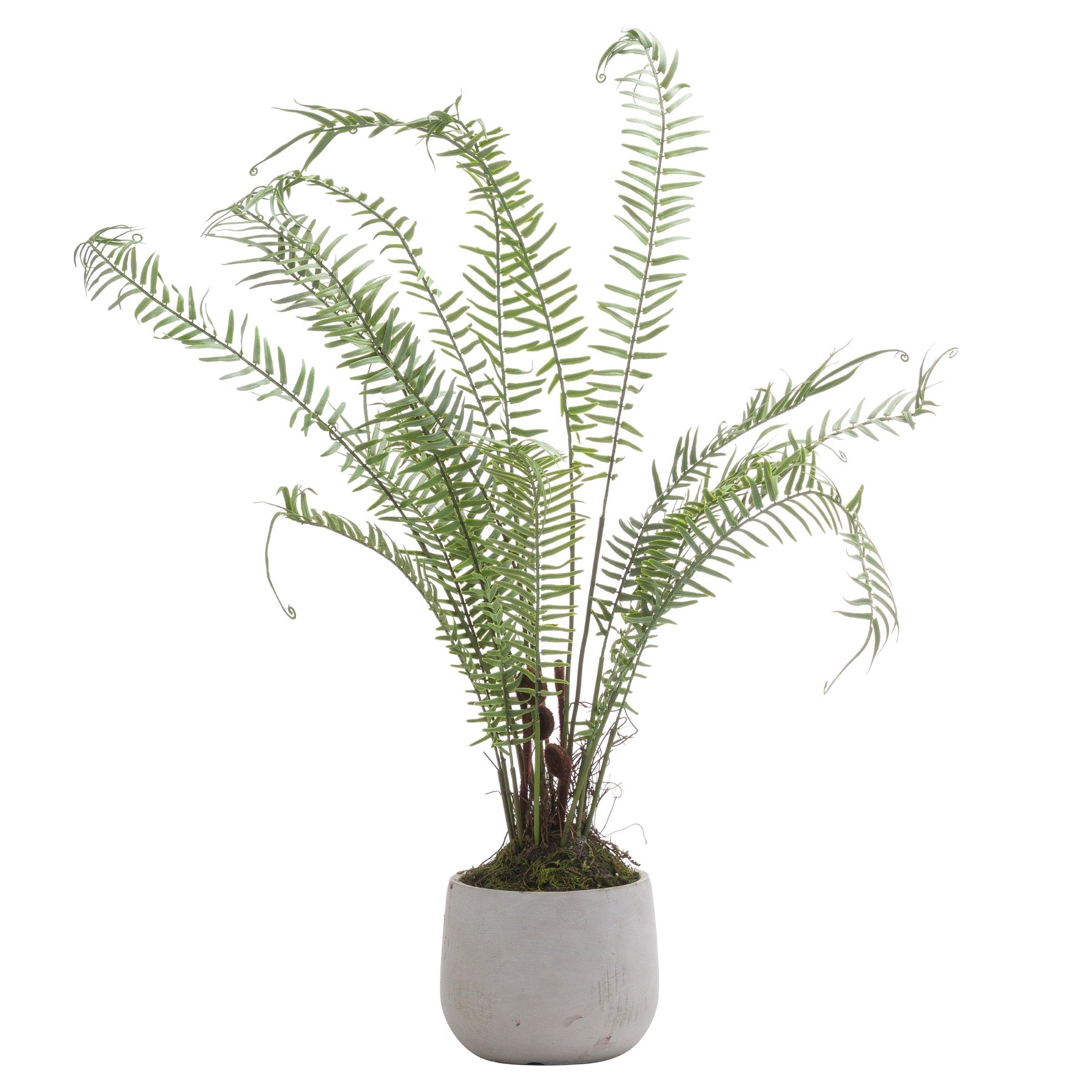 Large Boston Potted Fern