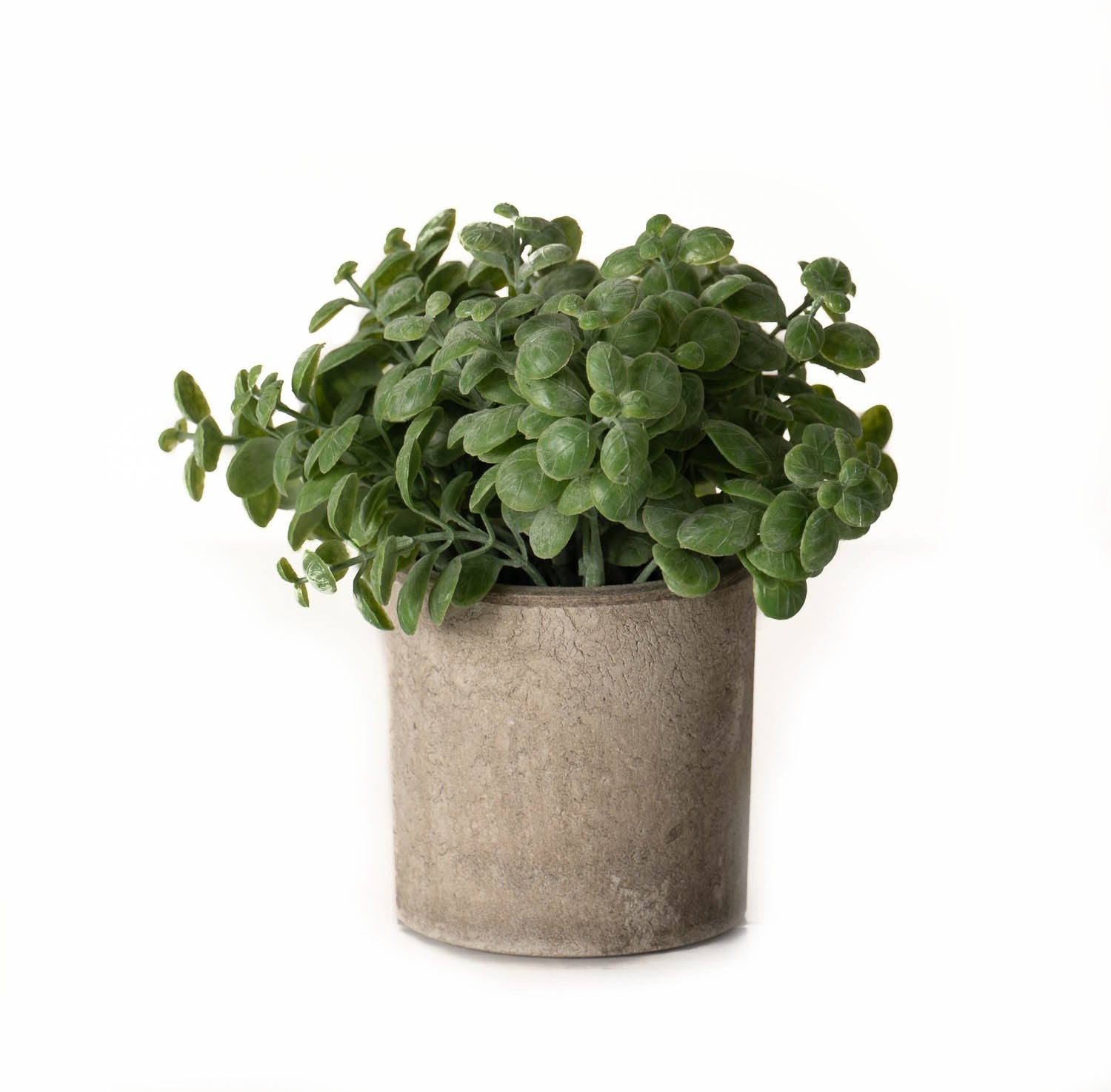 Stone Effect Pot with Basil Plant