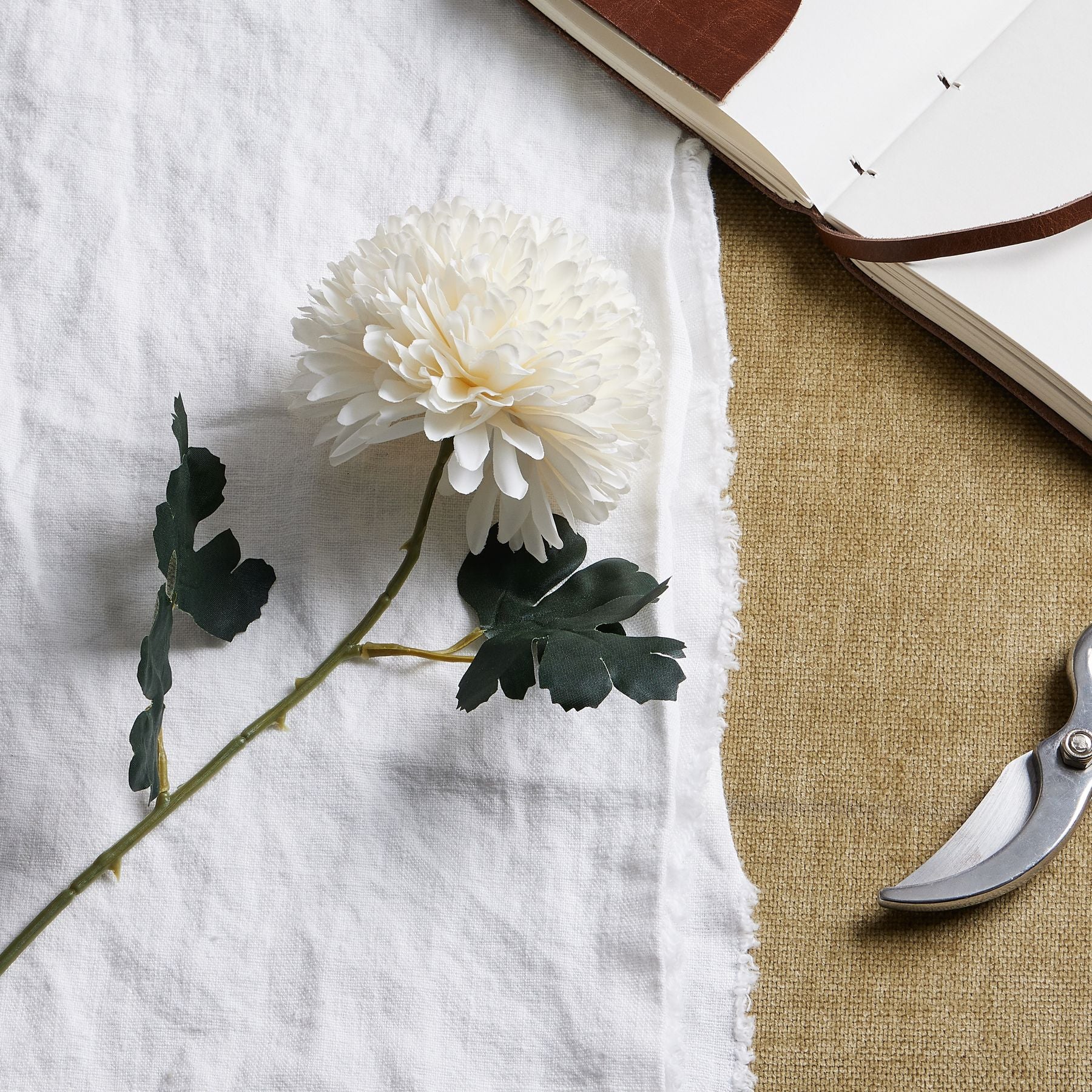 White Chrysanthemum Stem