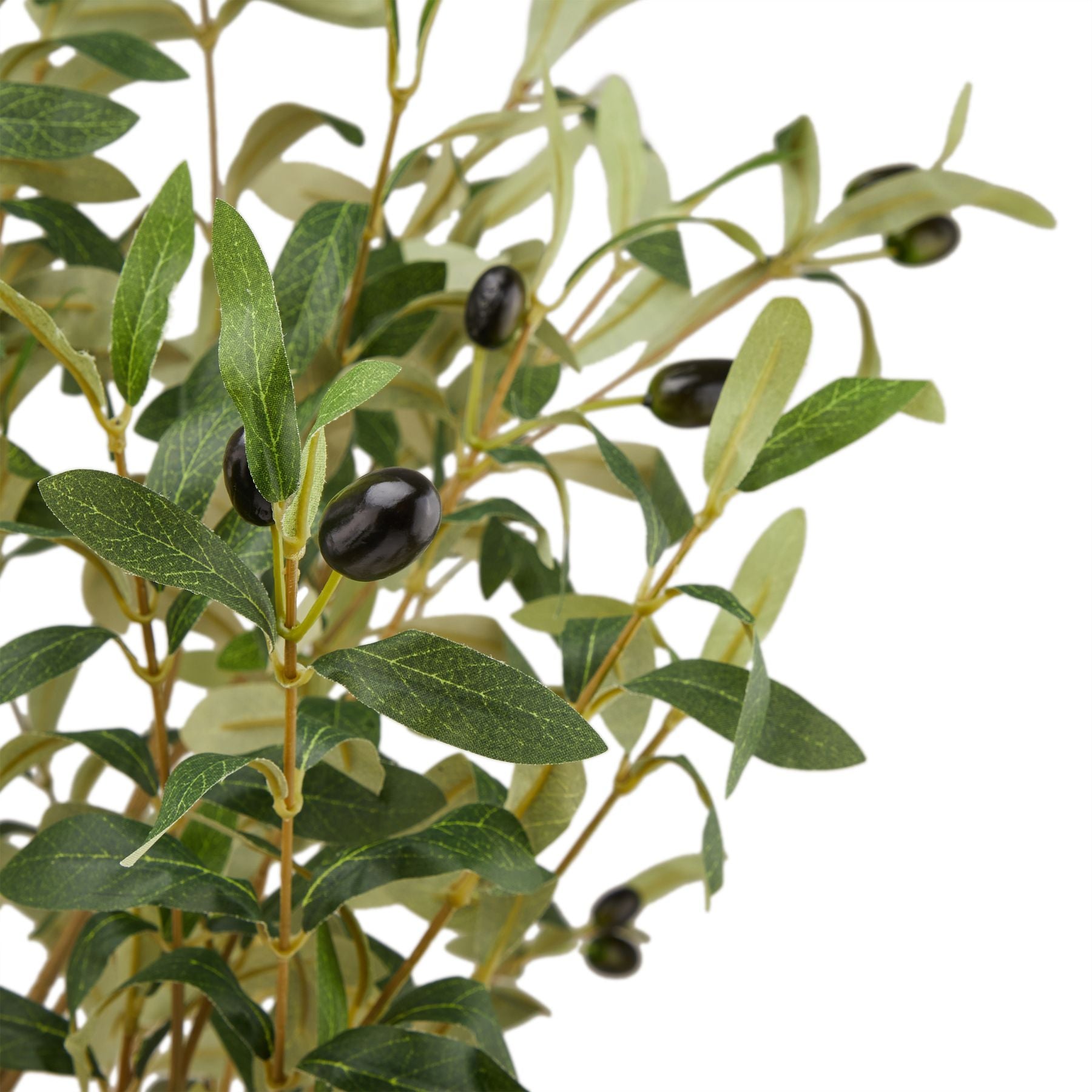 Sicily Olive Tree - 3 Sizes