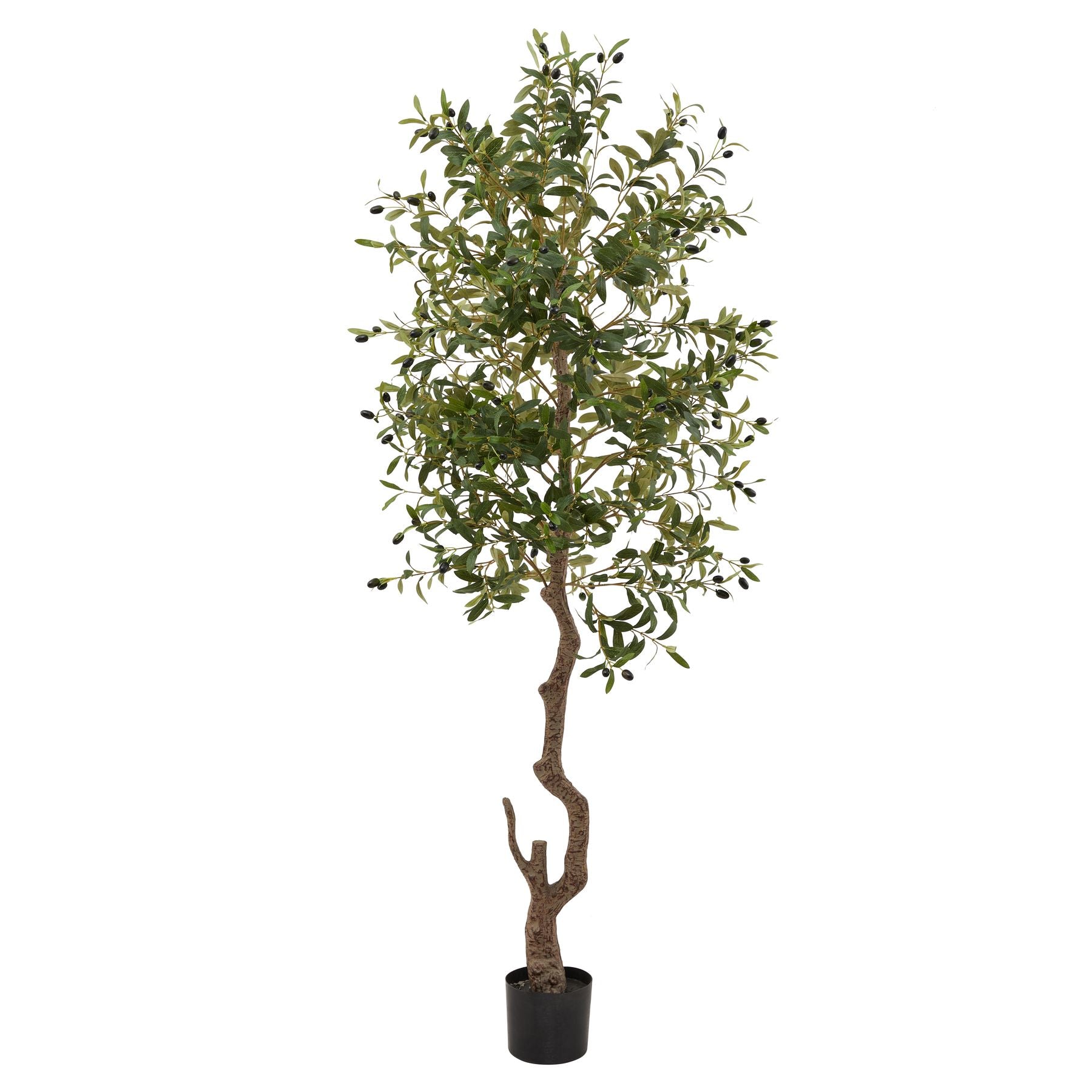 Sicily Olive Tree - 3 Sizes