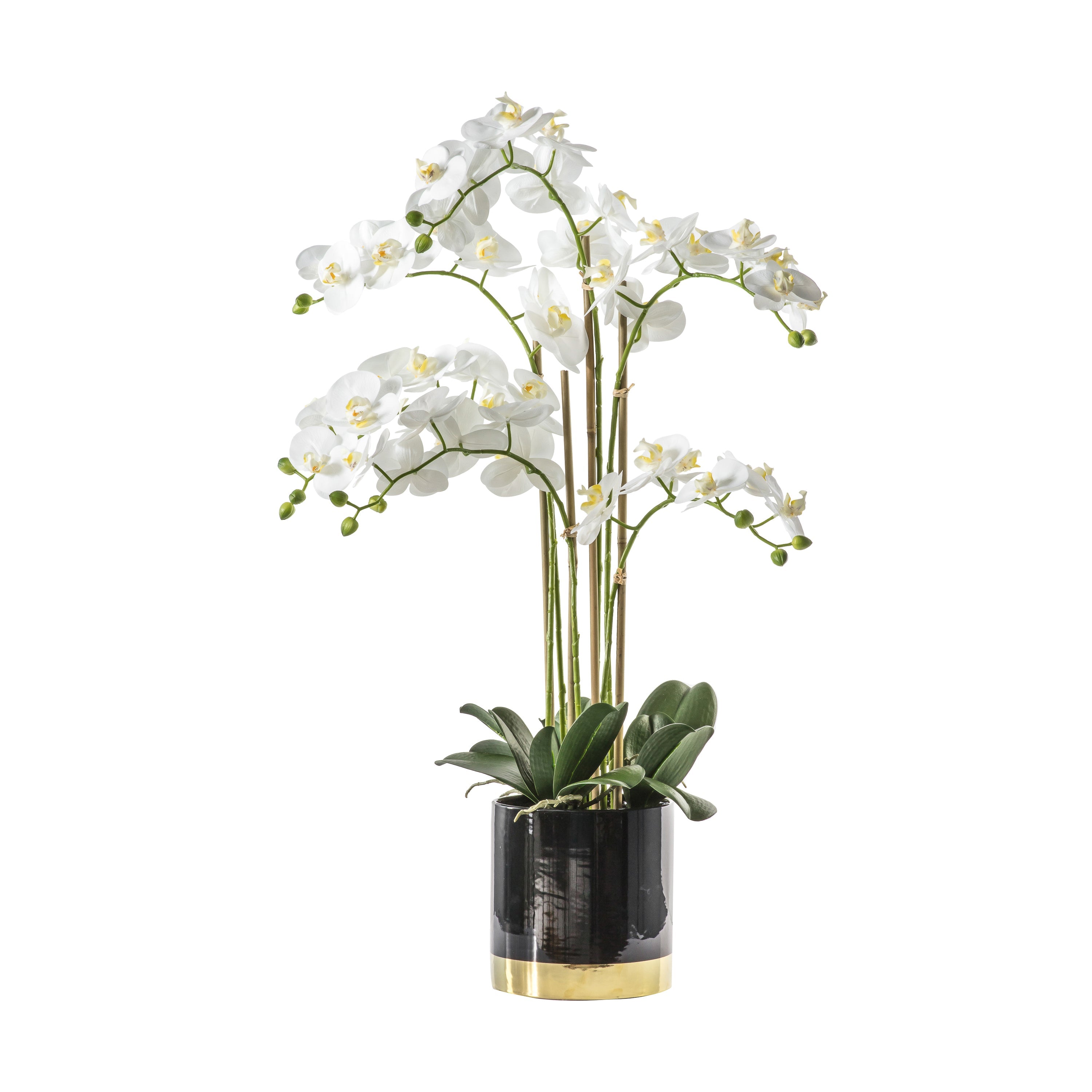 Black and Gold Ceramic Pot with White Orchid