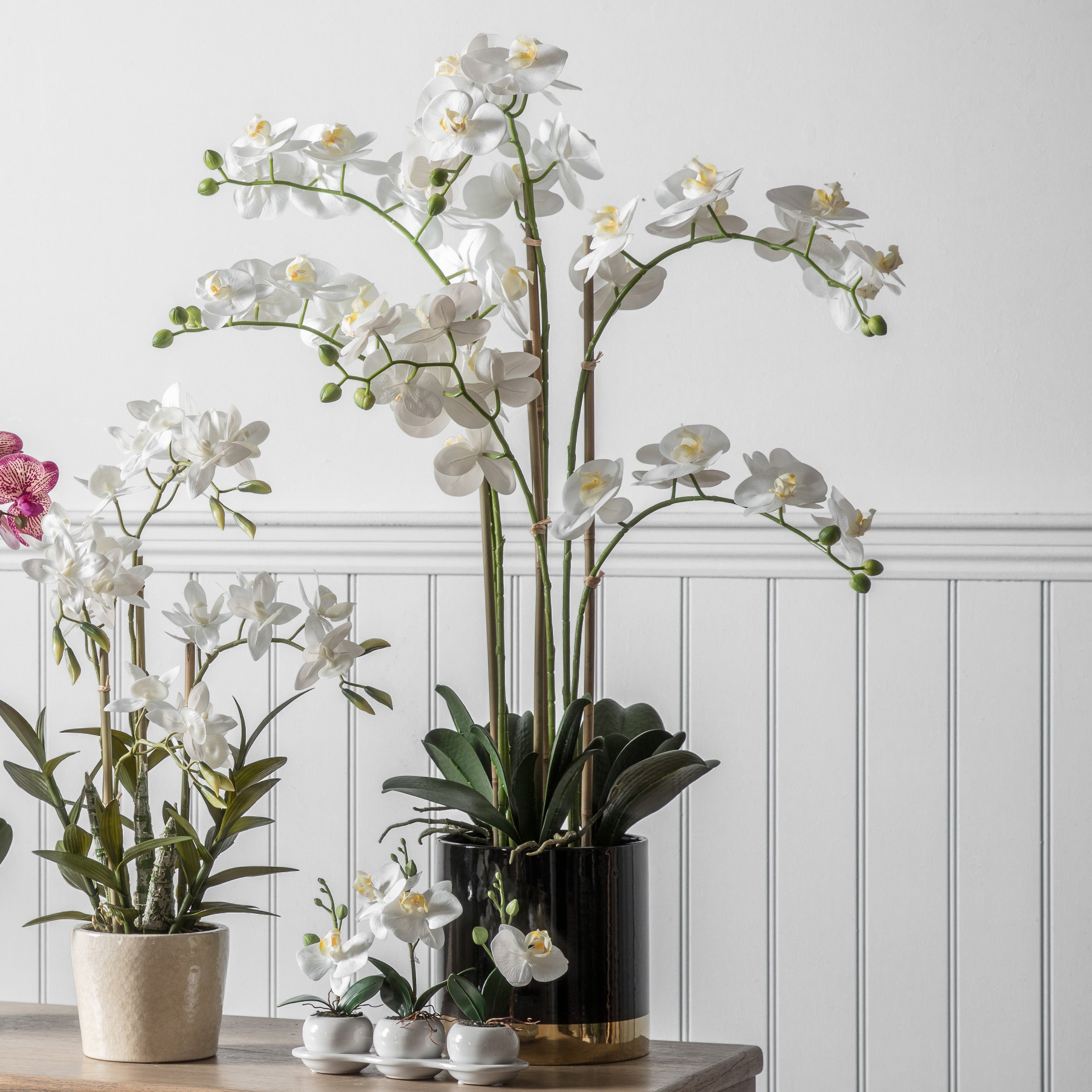 Black and Gold Ceramic Pot with White Orchid