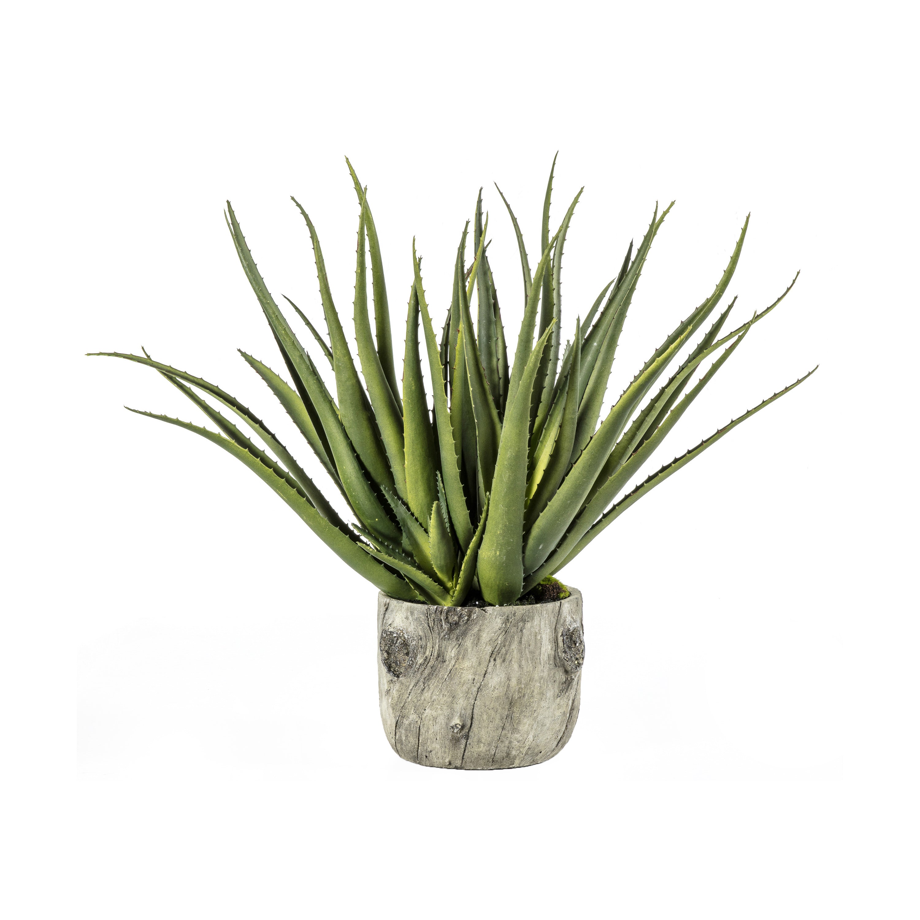 Aloe Vera Plant in Rustic Bark-Look Pot