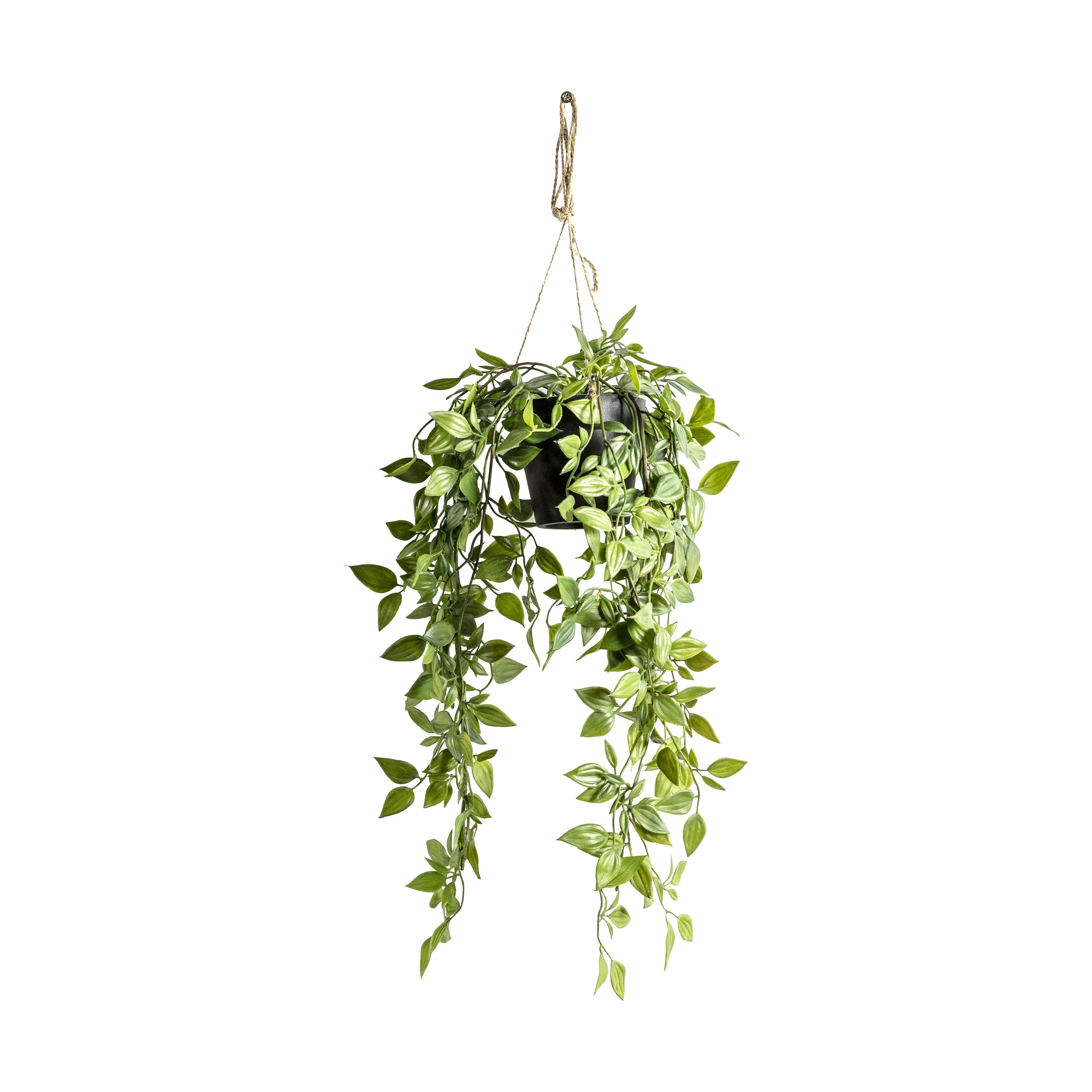 Hanging Scindapsus - Different Sizes