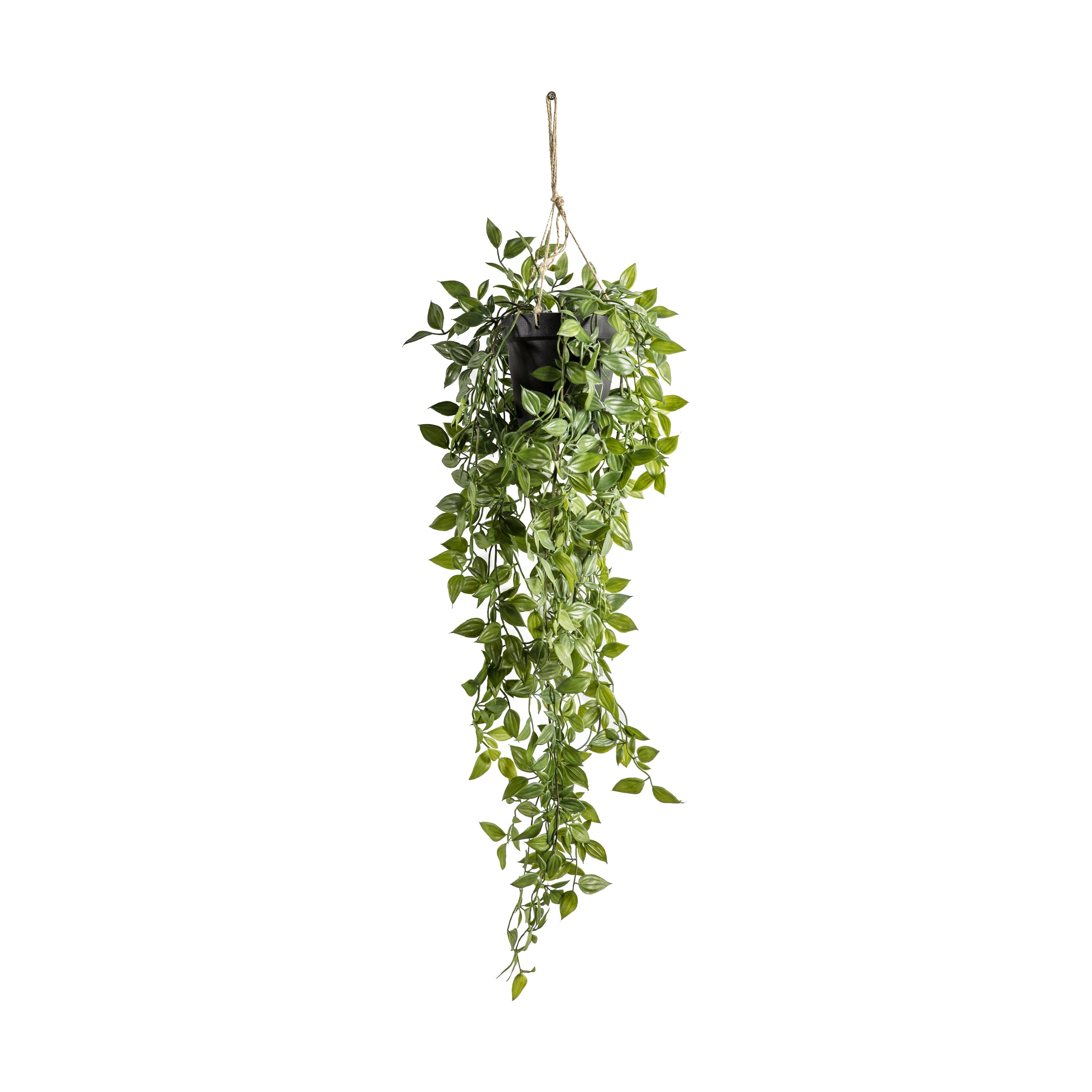 Hanging Scindapsus - Different Sizes