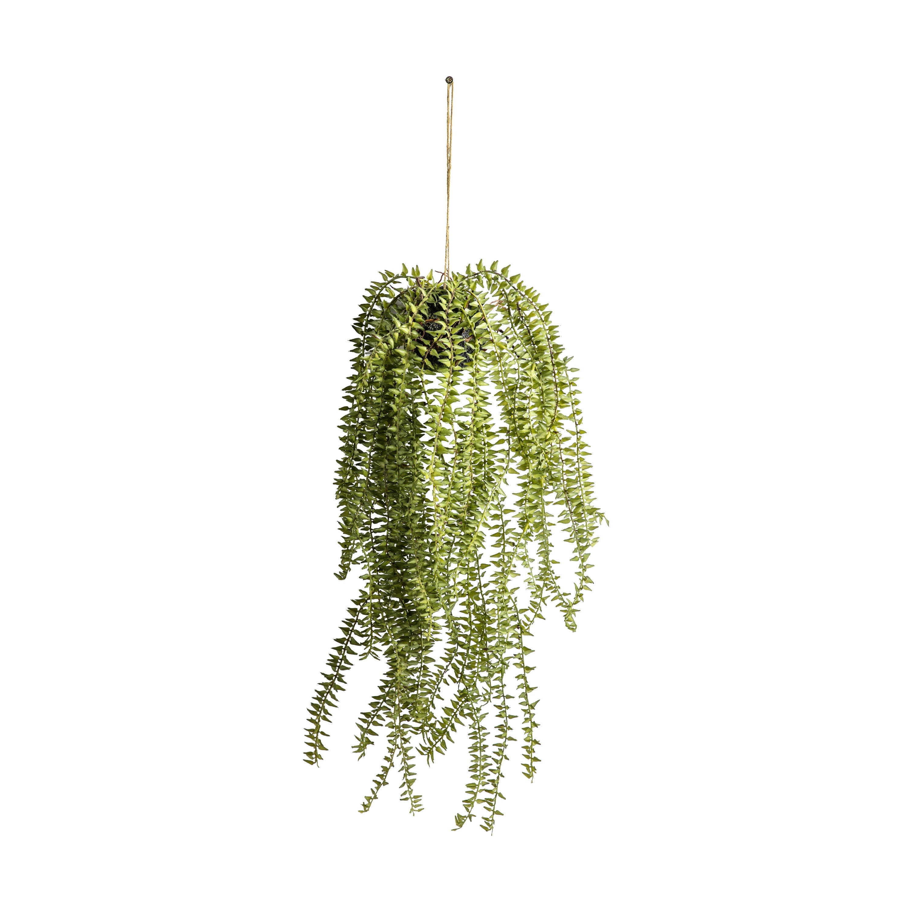 Hanging Cactus Horsetail - Greenery at Its Best