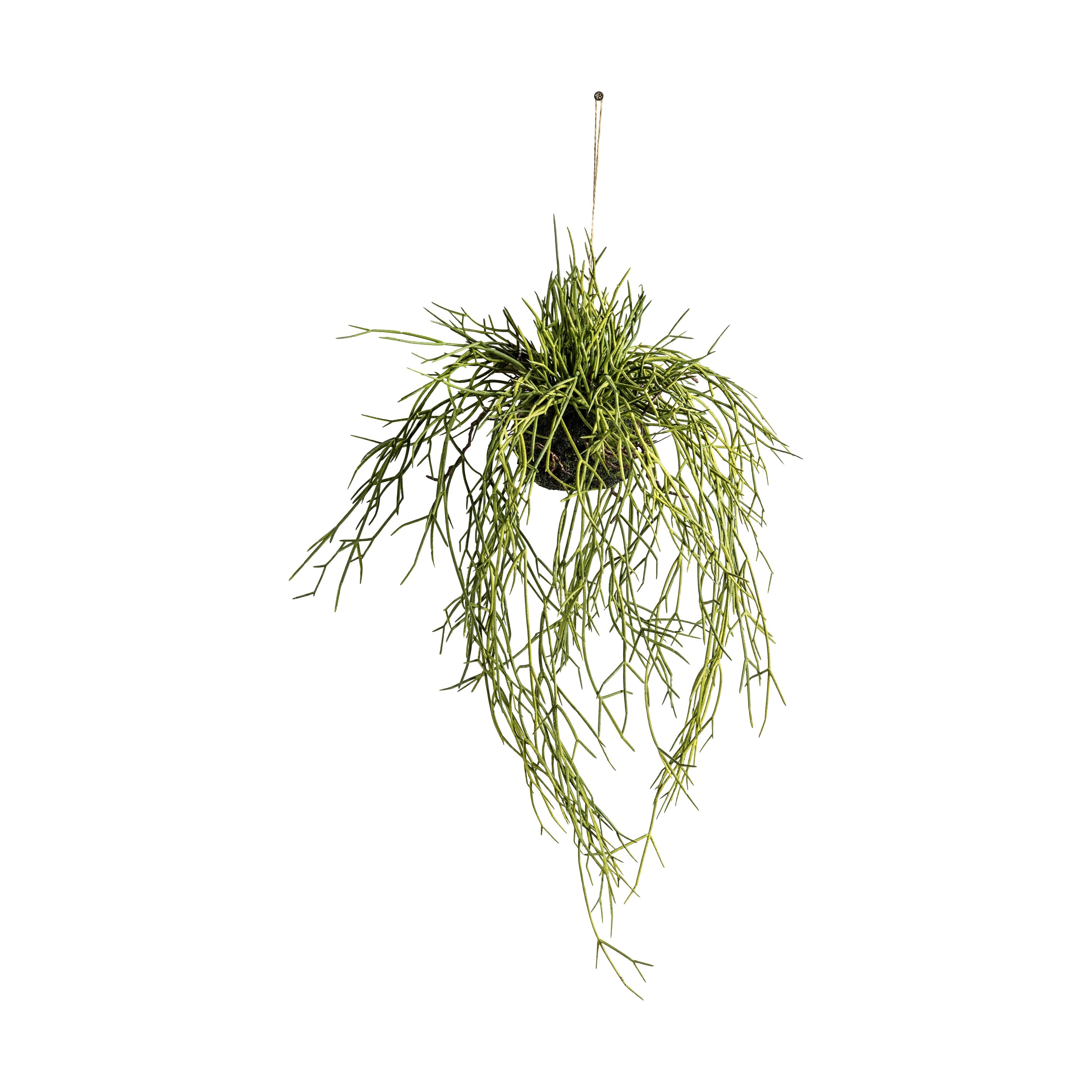 Hanging Rhipsalis - 2 Sizes