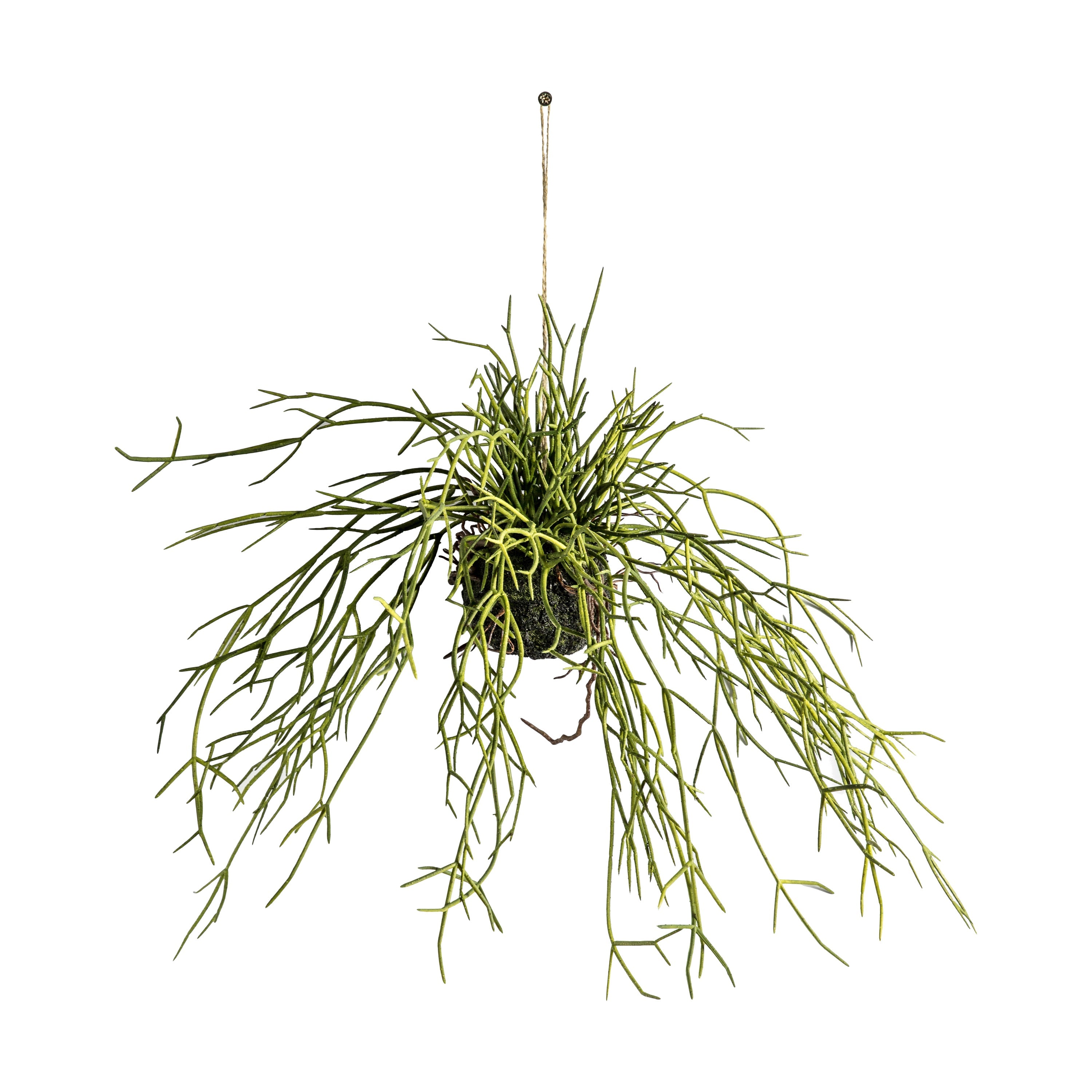 Hanging Rhipsalis - 2 Sizes