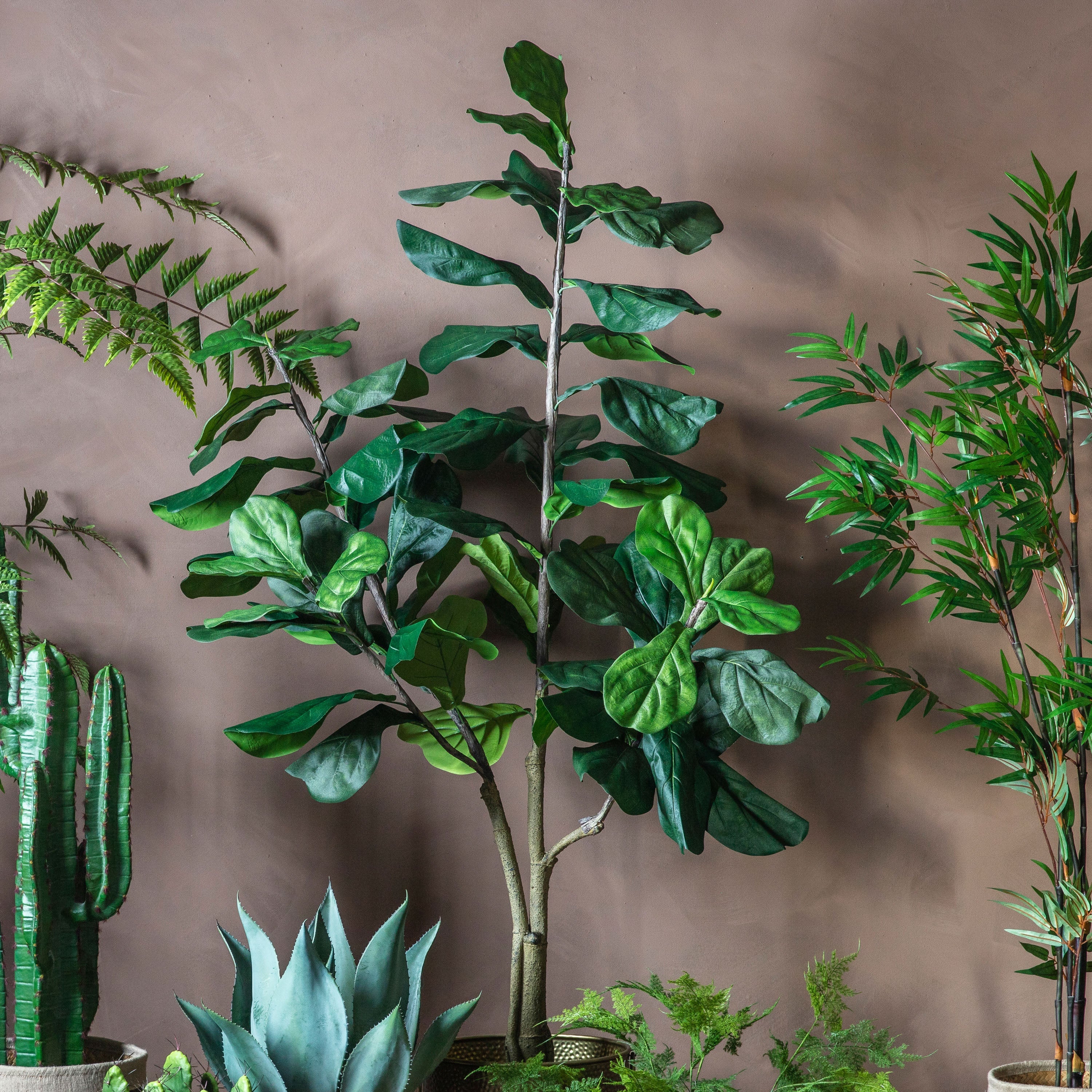 Tropical Fiddle Trees - Different Sizes