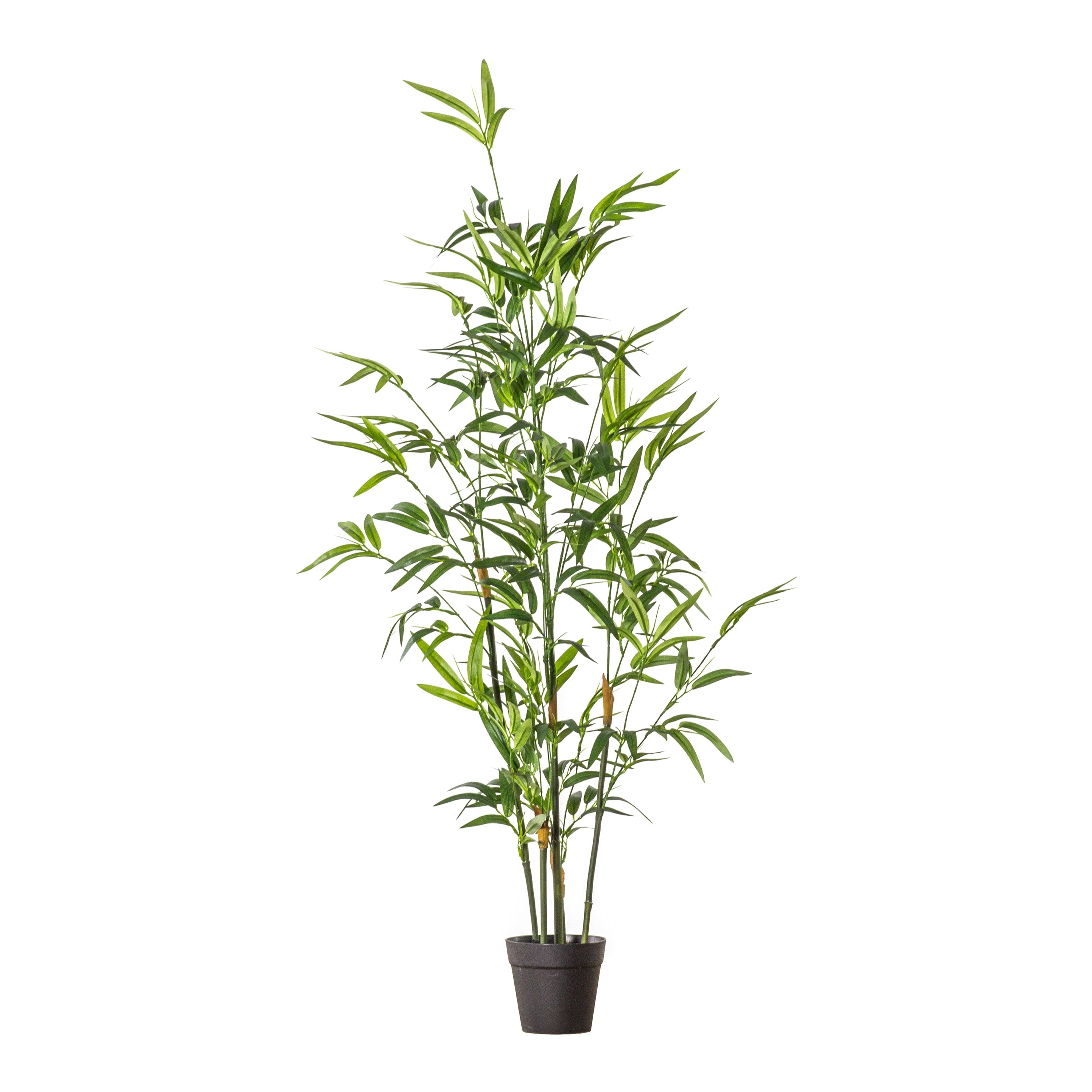 Lush Bamboo Tree's - 2 Sizes